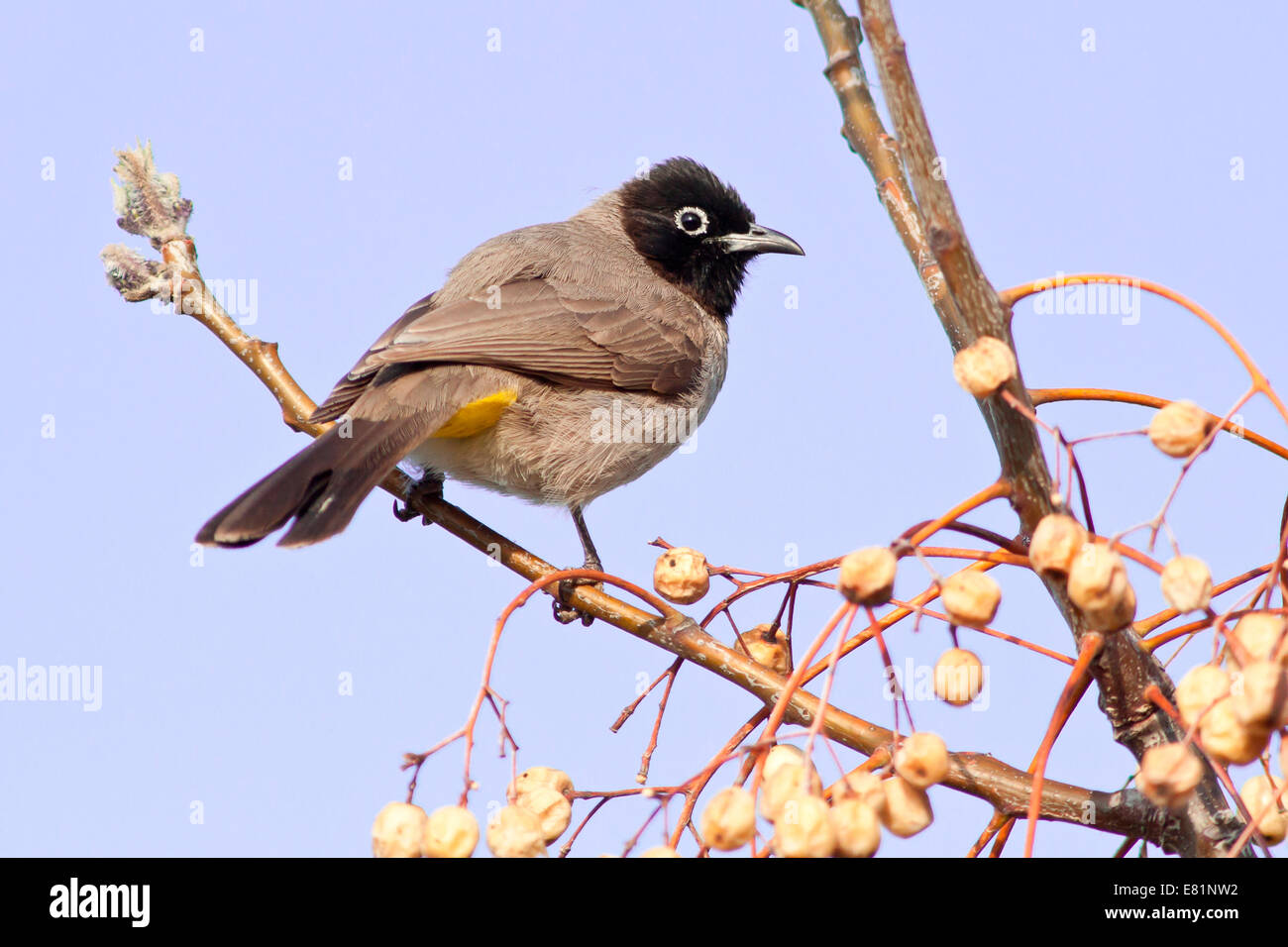 White-spectacled Bulbul or Yellow-vented Bulbul (Pycnonotus xanthopygos) on a branch, Antalya, Turkey Stock Photo