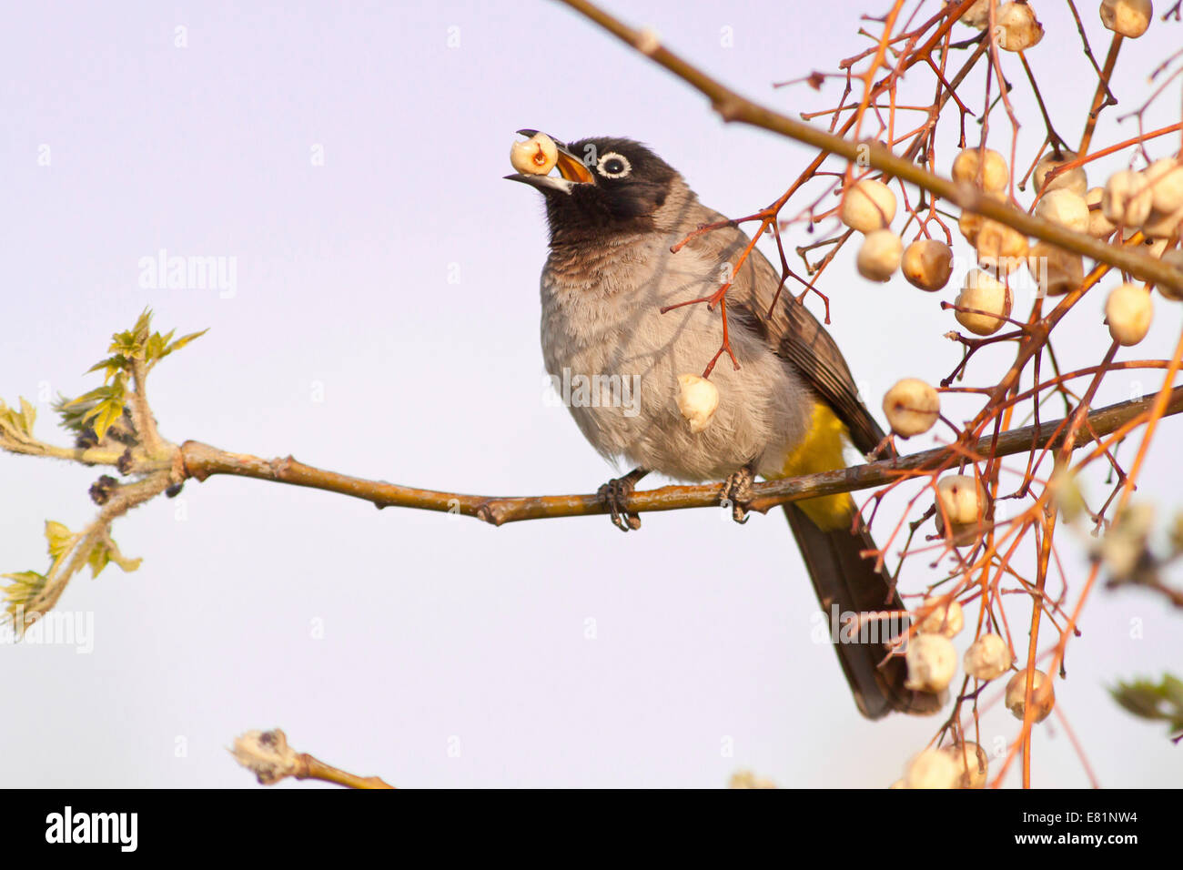 White-spectacled Bulbul or Yellow-vented Bulbul (Pycnonotus xanthopygos) eating berries on a branch, Antalya, Turkey Stock Photo