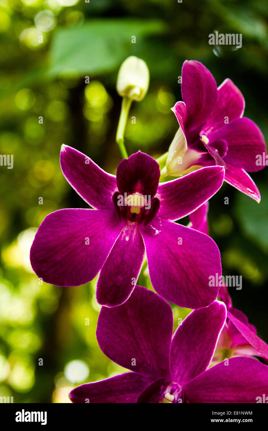 Dendrobium Orchid flower Stock Photo
