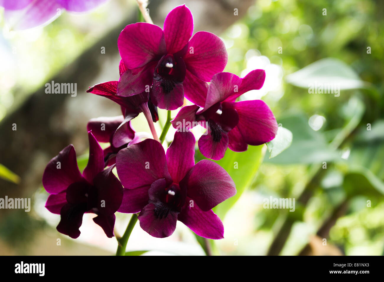 Dendrobium Orchid flower Stock Photo