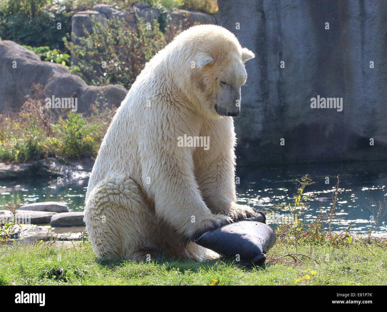 Polar bear (Ursus maritimus)  playing with a black plastic tub in Diergaarde Blijdorp zoo, Rotterdam, The Netherlands Stock Photo