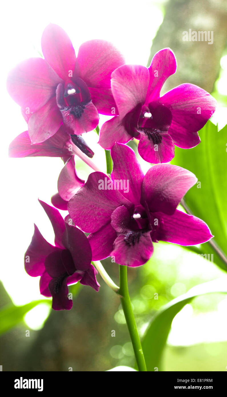 Dendrobium Orchid flower Stock Photo