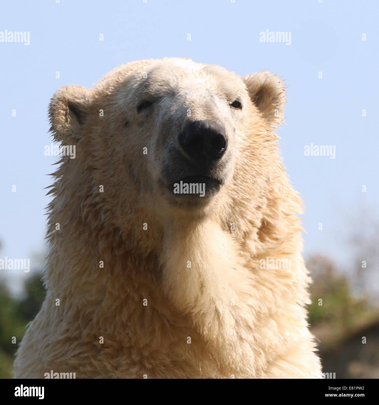 Male Polar bear (Ursus maritimus)  close-up of head and body set against a blue sky Stock Photo
