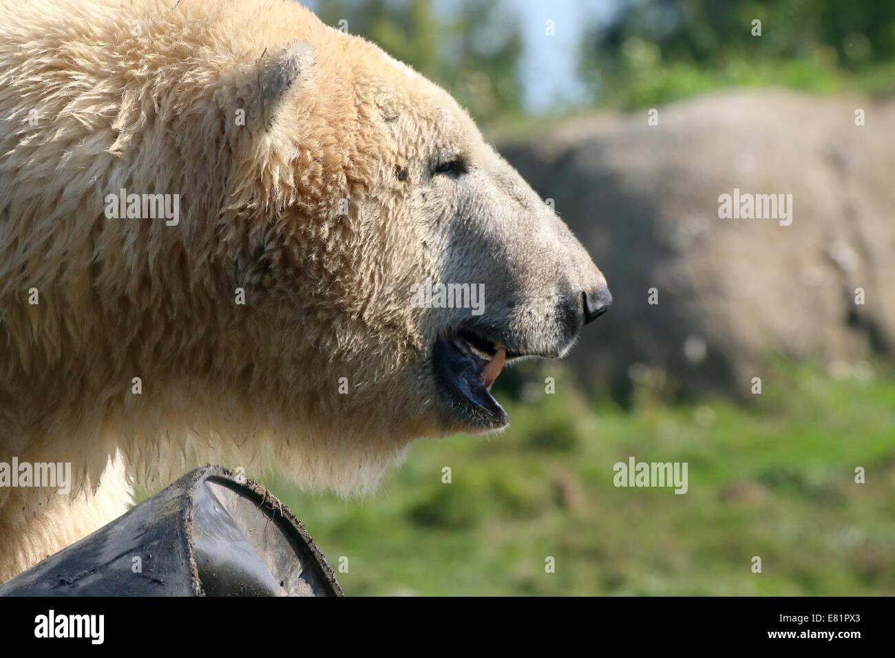 Polar bear (Ursus maritimus) called Eric at Rotterdam zoo, detailed close-up of head and muzzle Stock Photo