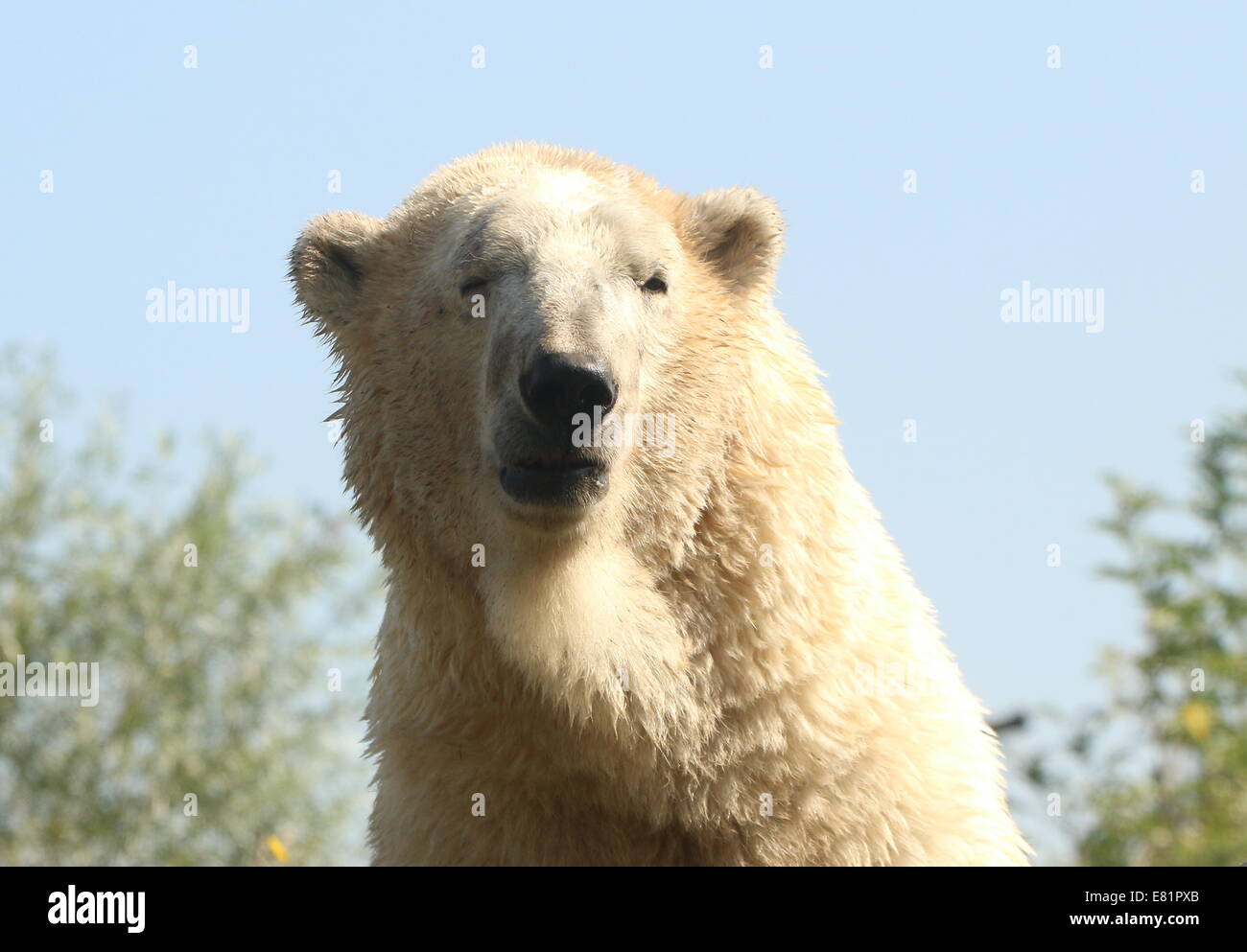 Mature male Polar bear (Ursus maritimus)  close-up of head and body set against a blue sky Stock Photo