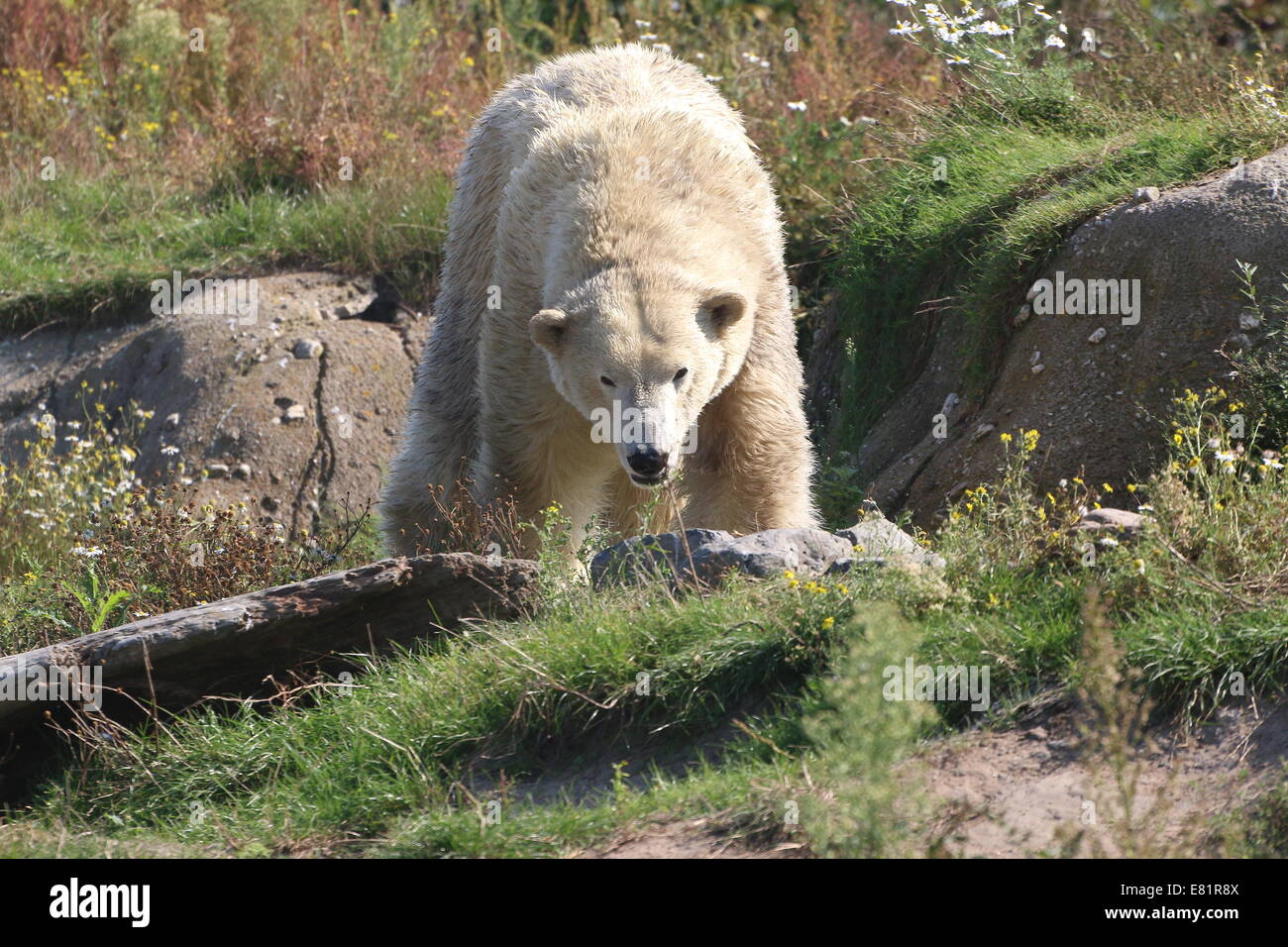 Inquisitive Polar bear (Ursus maritimus)  in a natural setting in summer Stock Photo