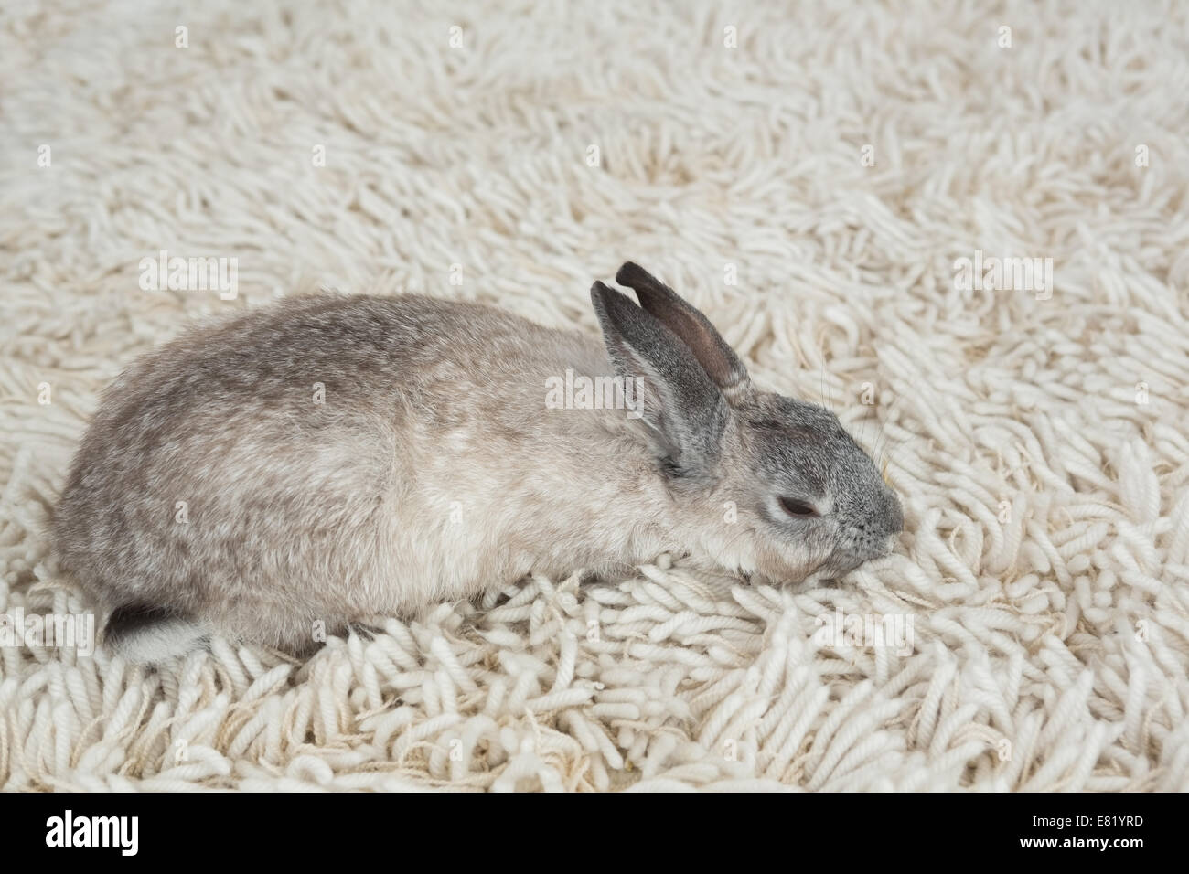Rabbit sleeping on the floor Stock Photo - Alamy