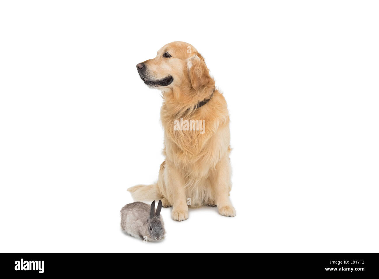Cute fluffy grey bunny rabbit with golden retriever Stock Photo - Alamy