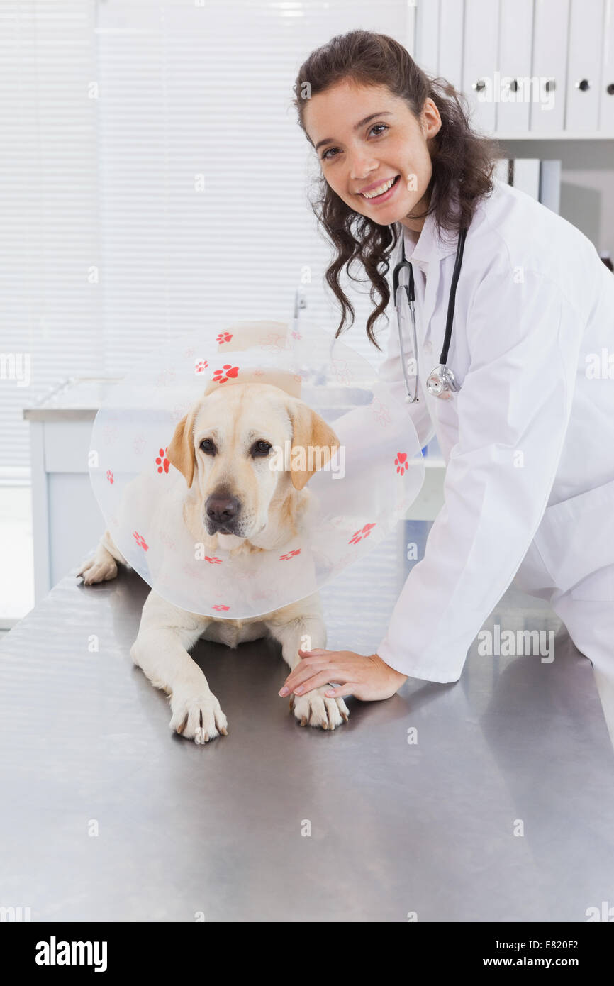 Dog cone hires stock photography and images Alamy