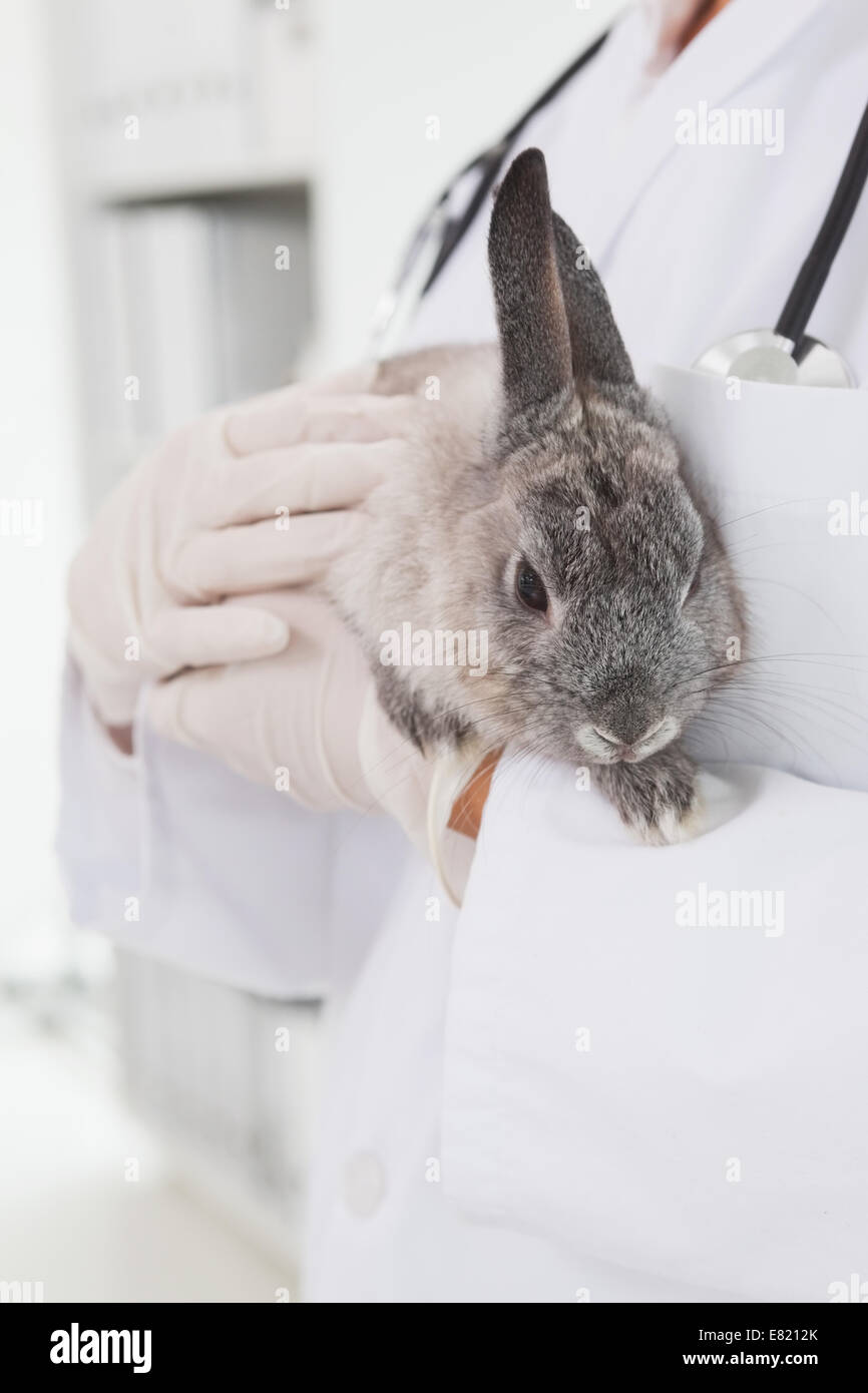Rabbit adult lab hi-res stock photography and images - Alamy