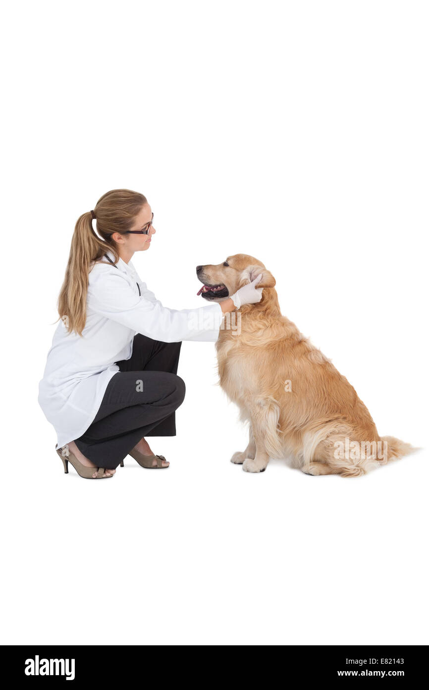 Vet checking on a labrador Stock Photo Alamy