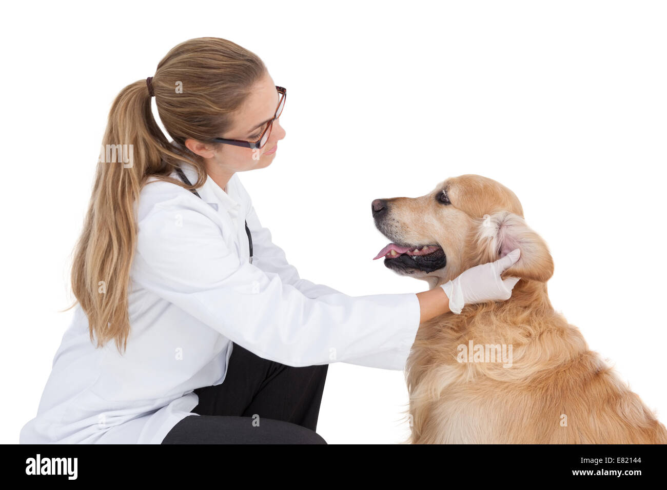 Vet checking on a labrador Stock Photo Alamy