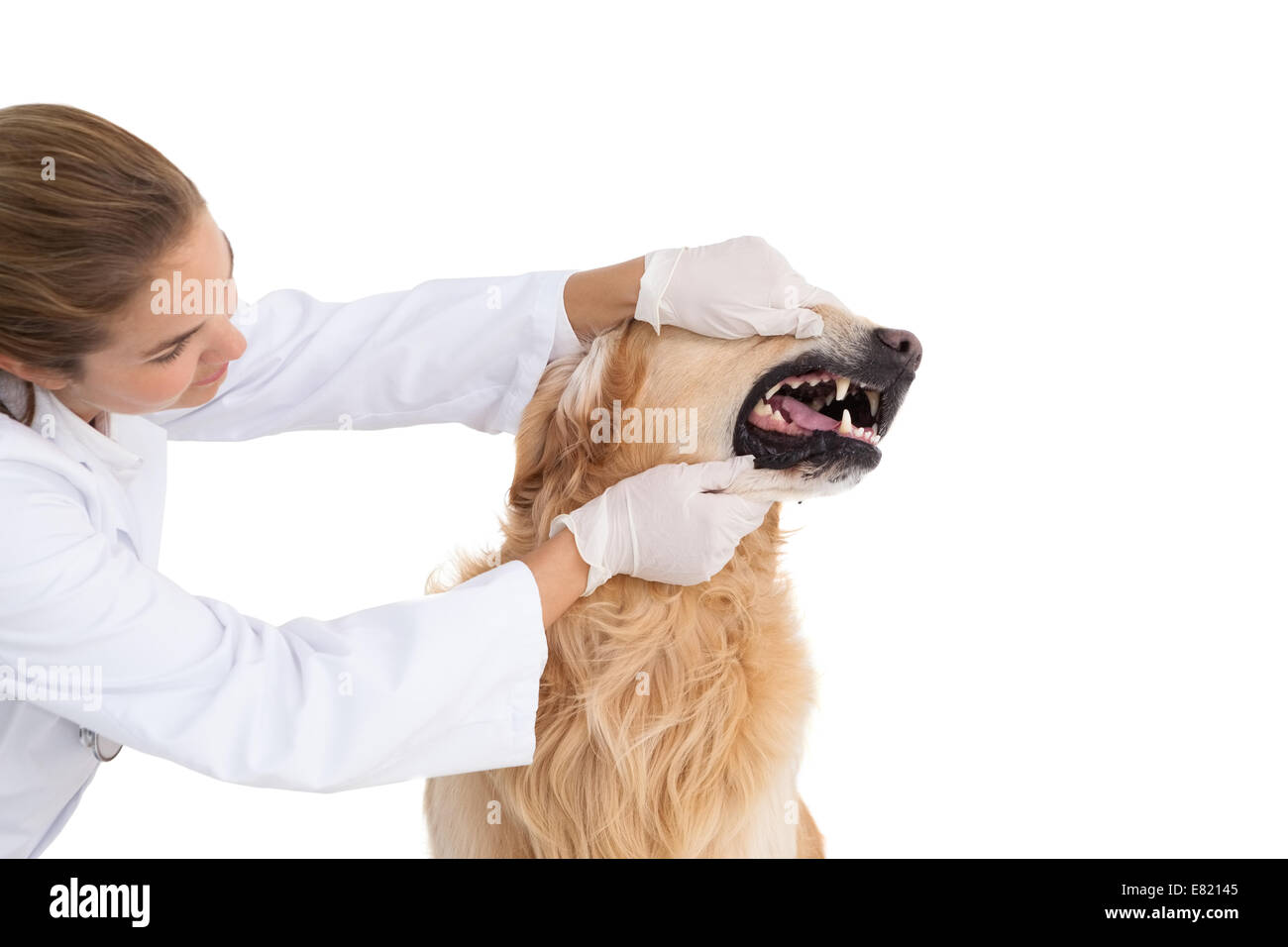 Dogs teeth hi-res stock photography and images - Alamy