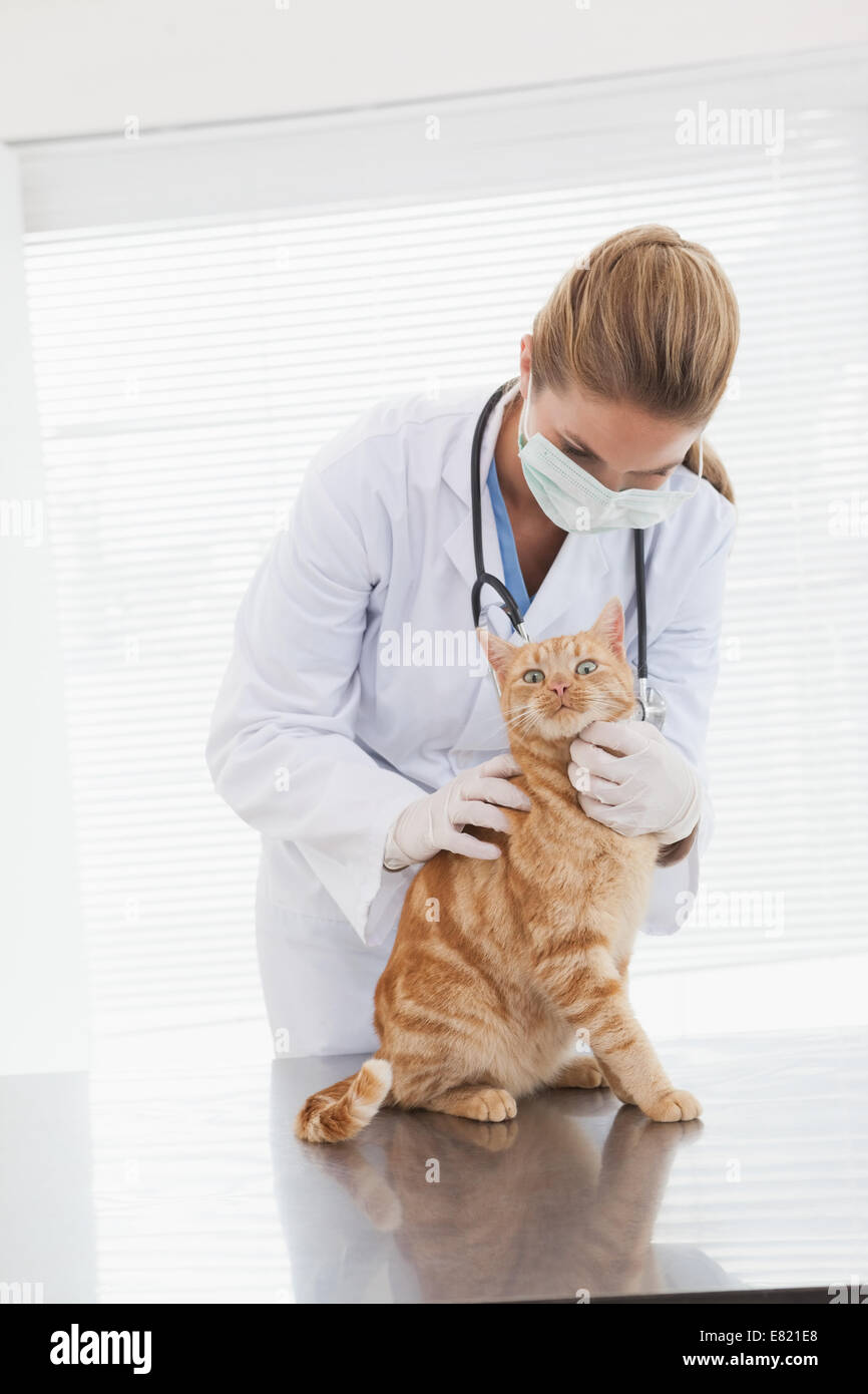 Vet examining an orange cat Stock Photo Alamy
