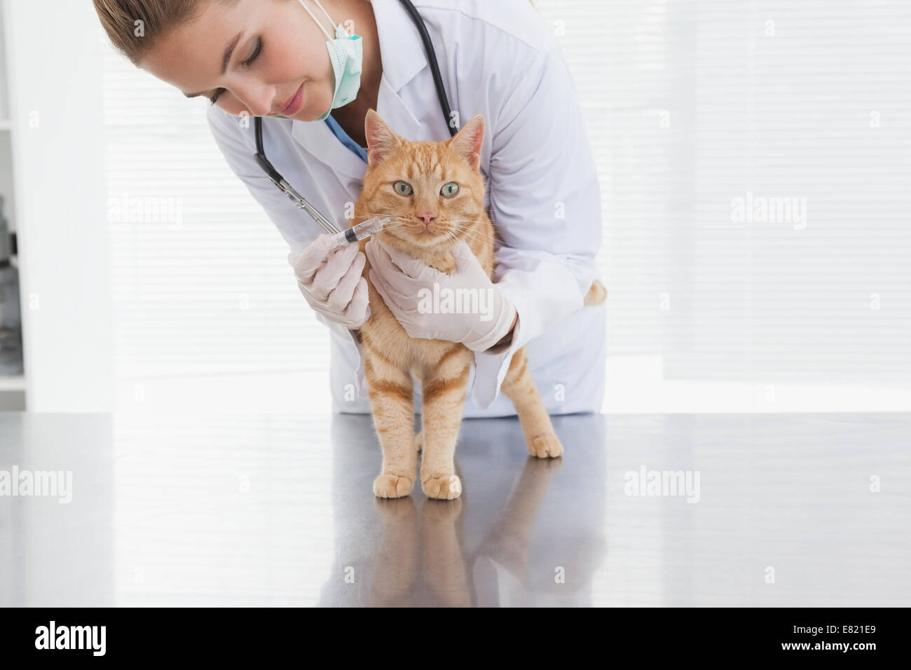 Vet giving a cat an injection Stock Photo Alamy