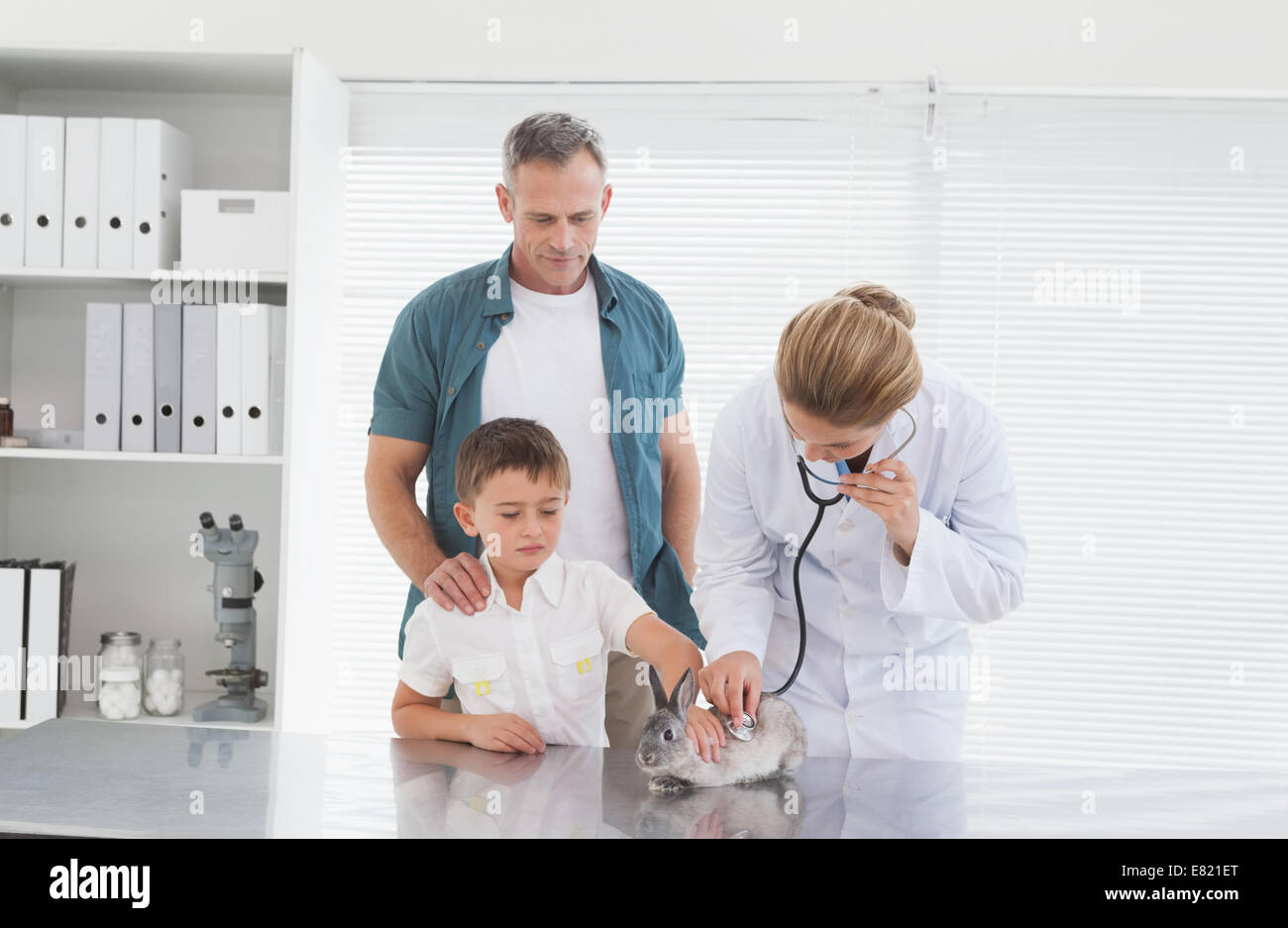 Vet giving a rabbit a check up Stock Photo Alamy