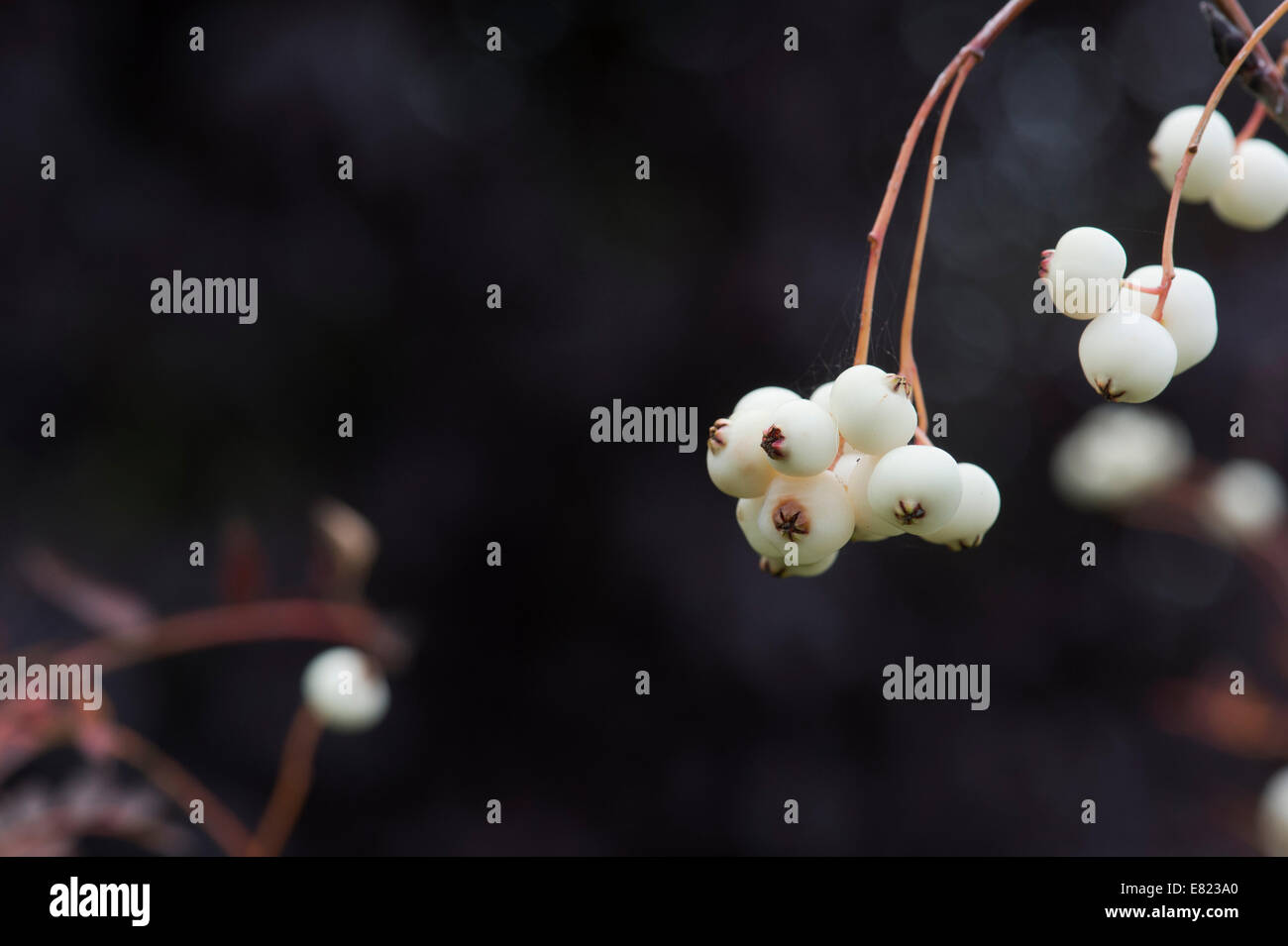 Sorbus koehneana berries. White fruited Chinese Rowan. Koehne mountain ash berry against a dark background Stock Photo
