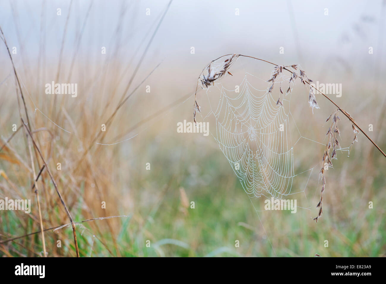 Dew covered spiders web on a piece of grass in the English countryside