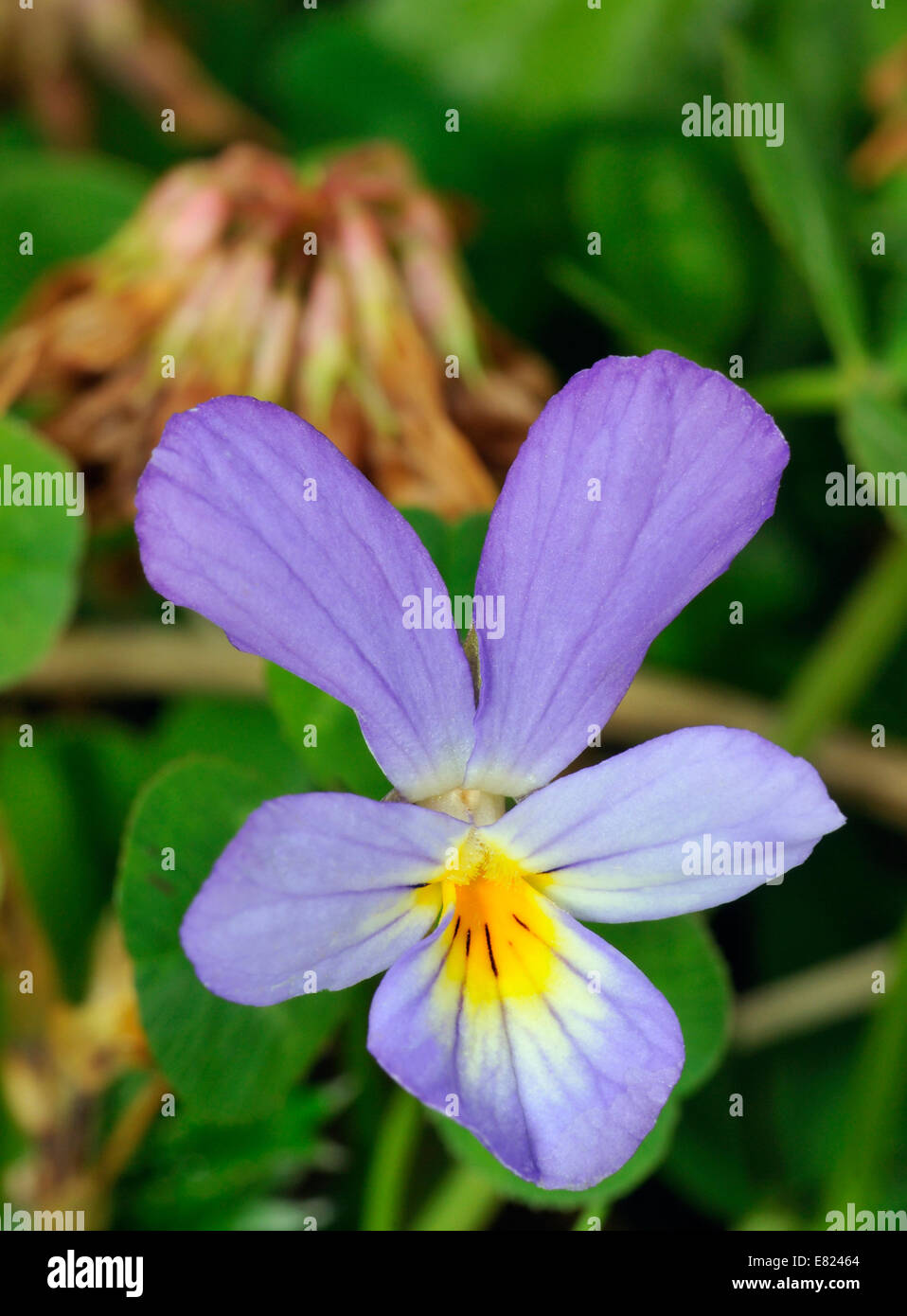 Dune Pansy - Viola tricolor curtisii Common flower of the Machair Uncommon Blue form Stock Photo