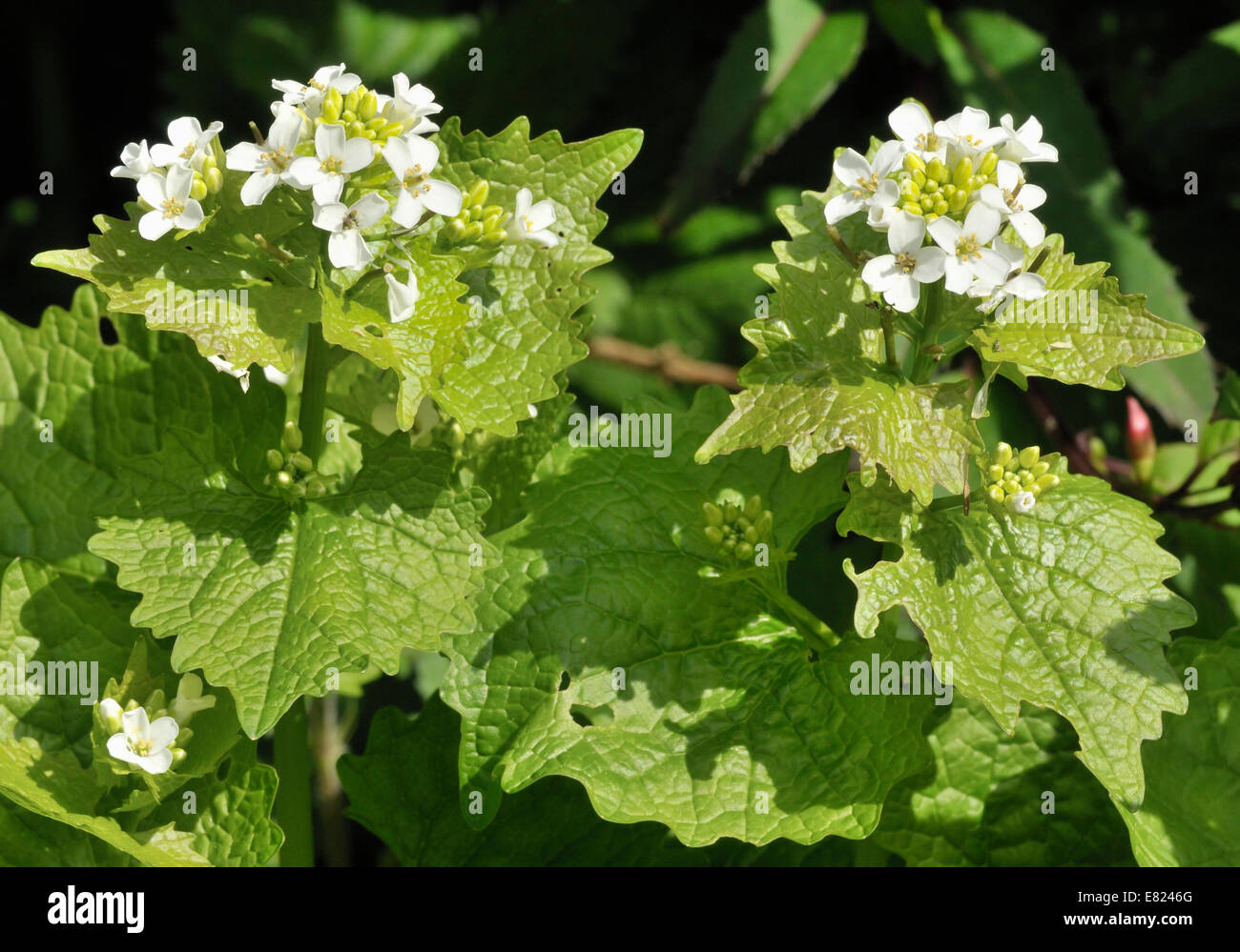 Garlic Mustard Alliaria petiolata White Hedgerow flower Stock Photo