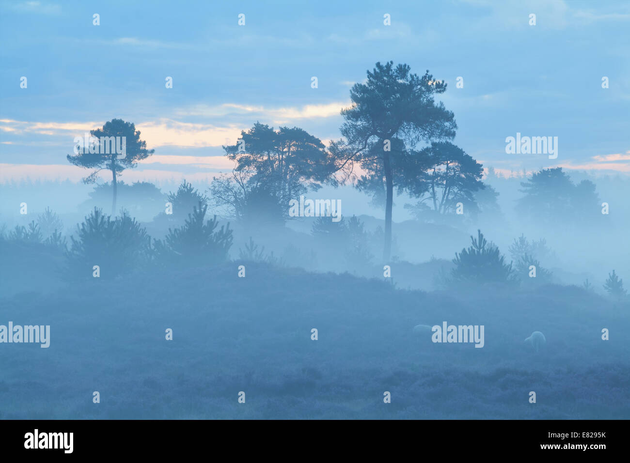 pine trees in dense fog at dusk Stock Photo - Alamy