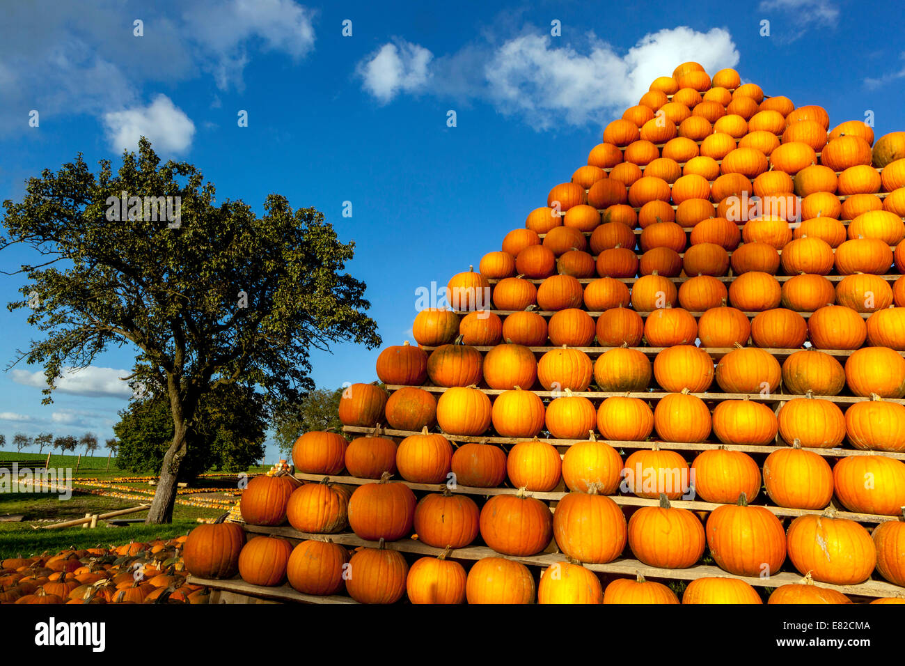 Pumpkin farm pyramid, pumpkins stacked up orange shape to sky Stock Photo