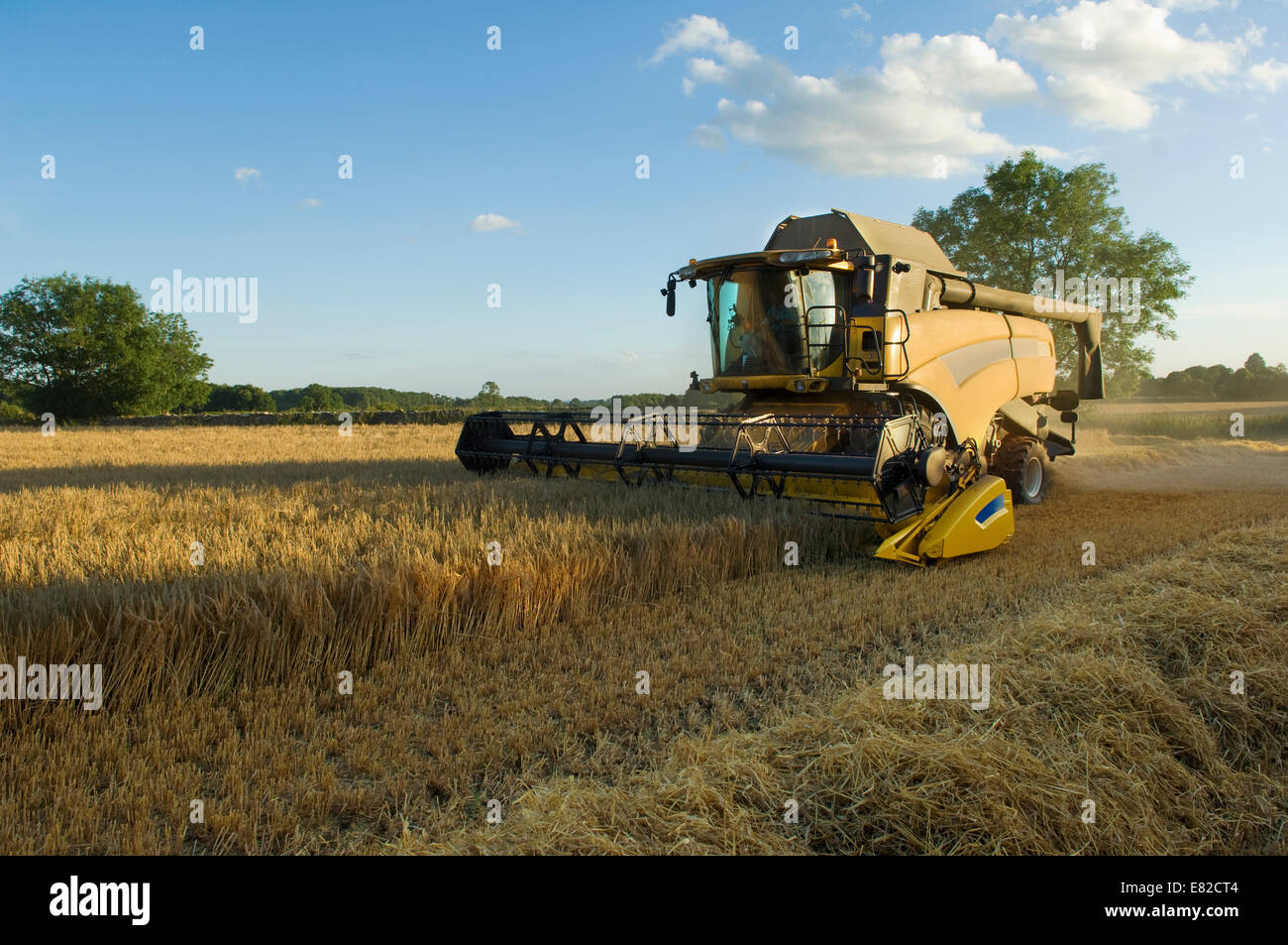A combine harvester driver working in a field, harvesting a cerial crop. Stock Photo