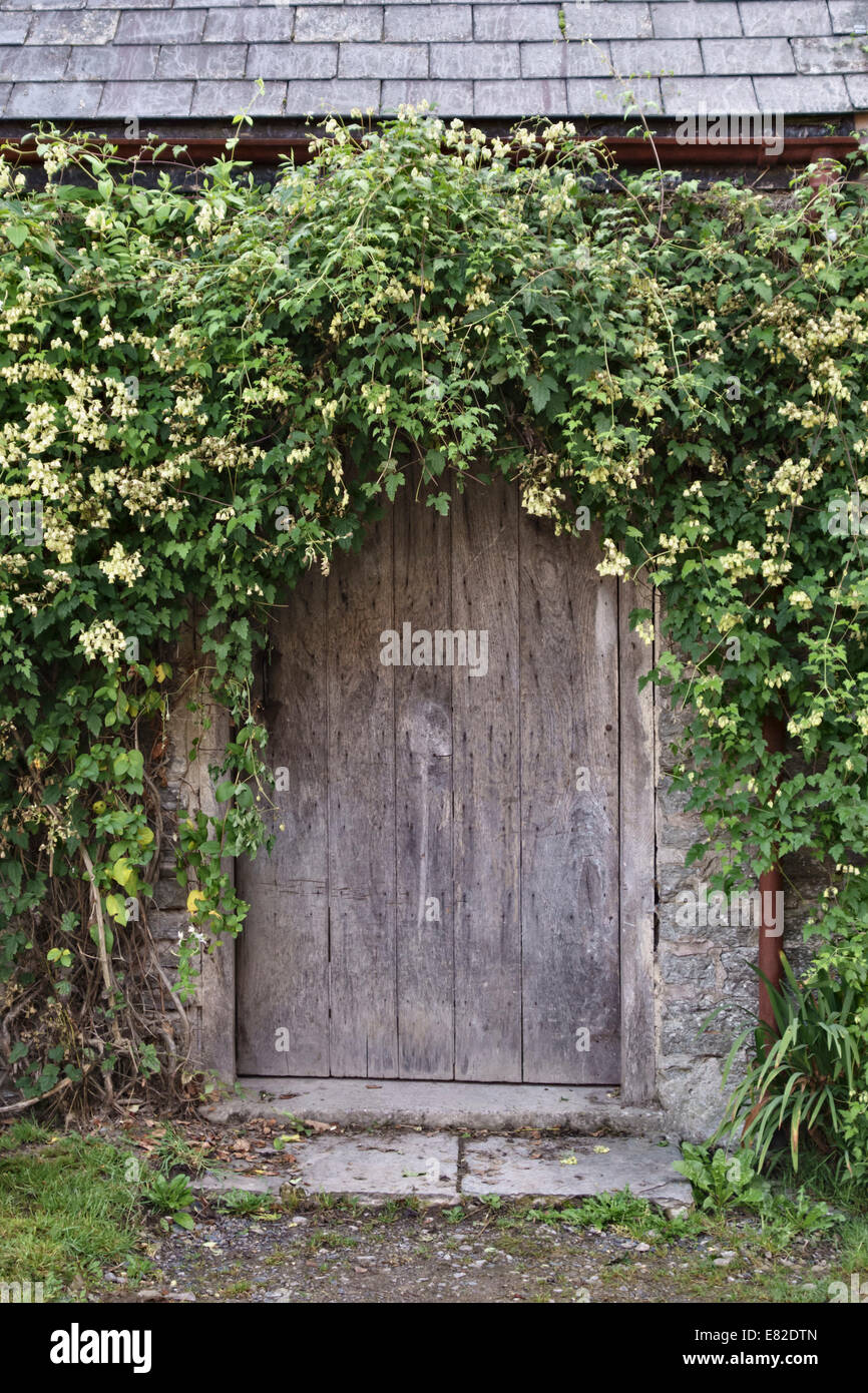 Clematis alpina with seed heads growing over an old garden shed door in autumn, UK Stock Photo