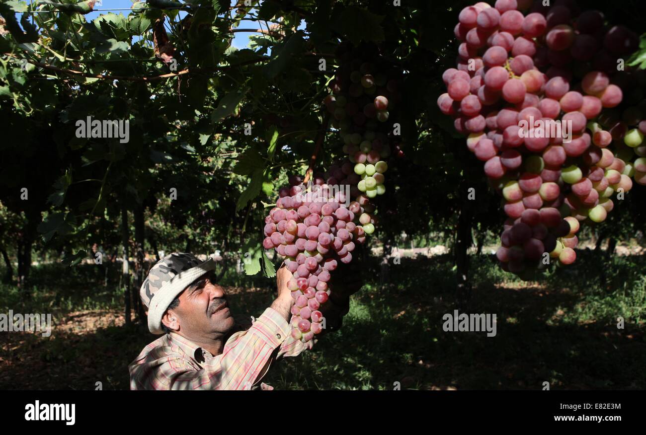 Hebron. 29th Sep, 2014. A Palestinian farmer harvests grapes in his