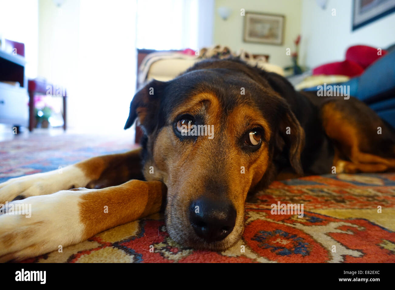 Sad dog laying on the floor in a home with expressive eyes Stock Photo