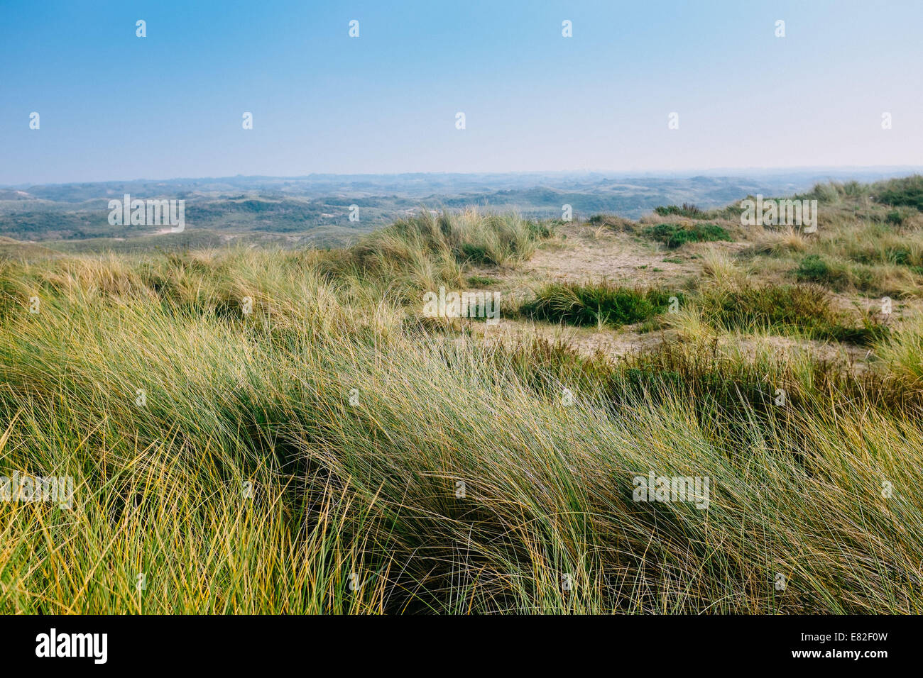 Dunes in the Nationaal Park Zuid-Kennemerland Zandvoort, The Netherlands Stock Photo