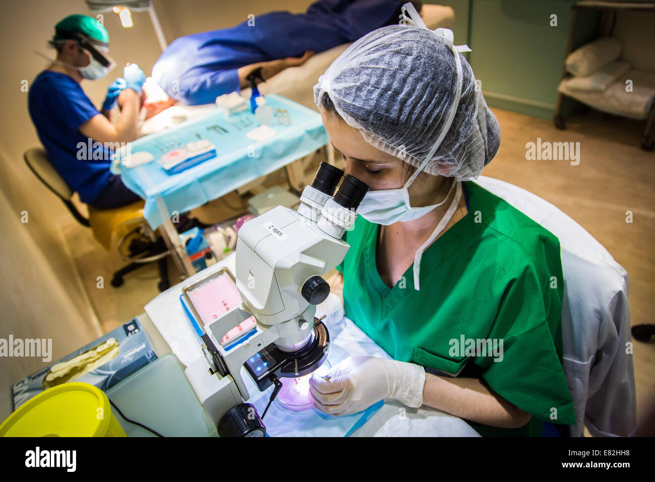 Micrografting hair follicle extraction, FUE Follicular Unit Extraction. Stock Photo