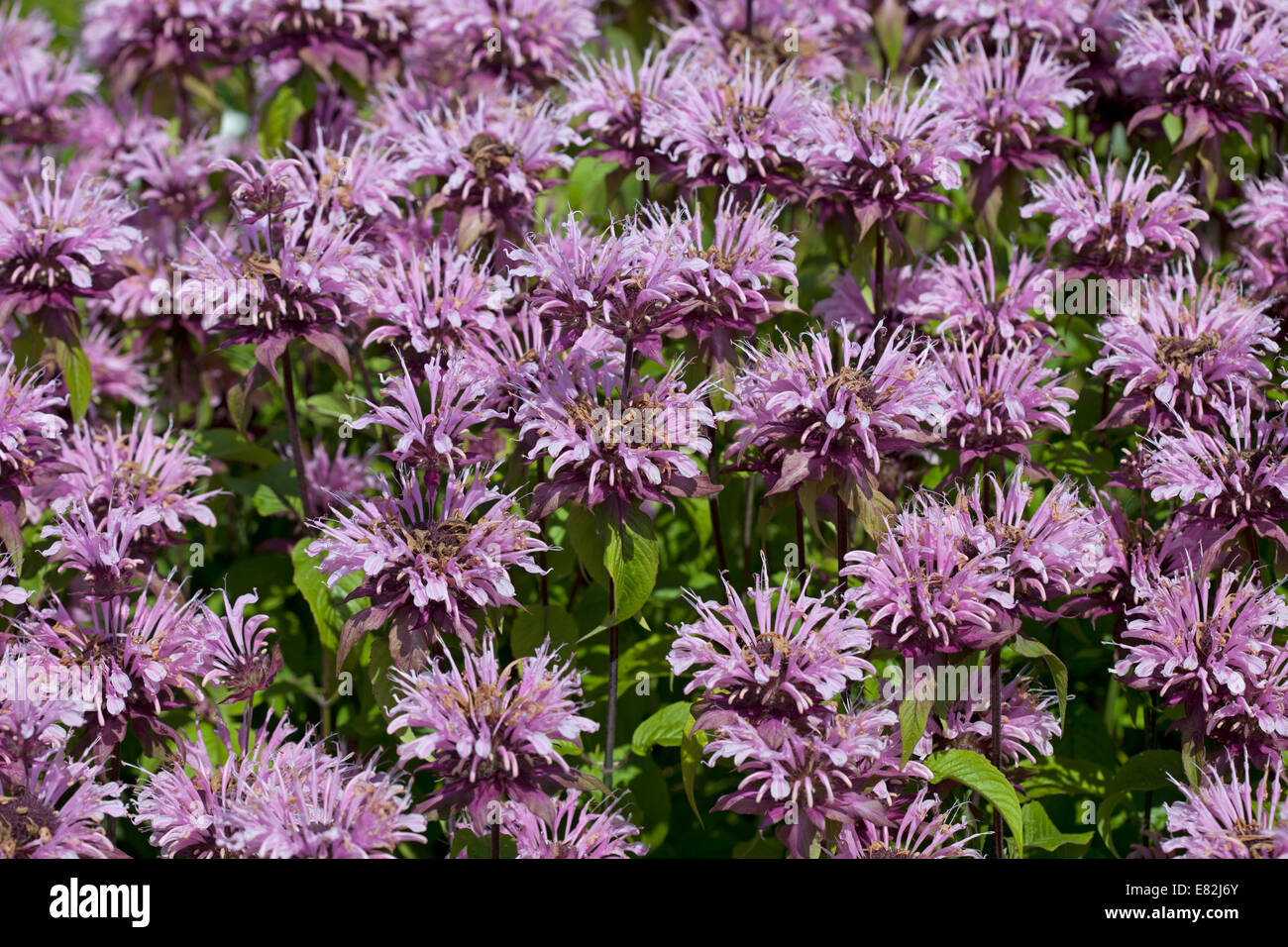 Monarda 'Beauty of Cobham' Stock Photo