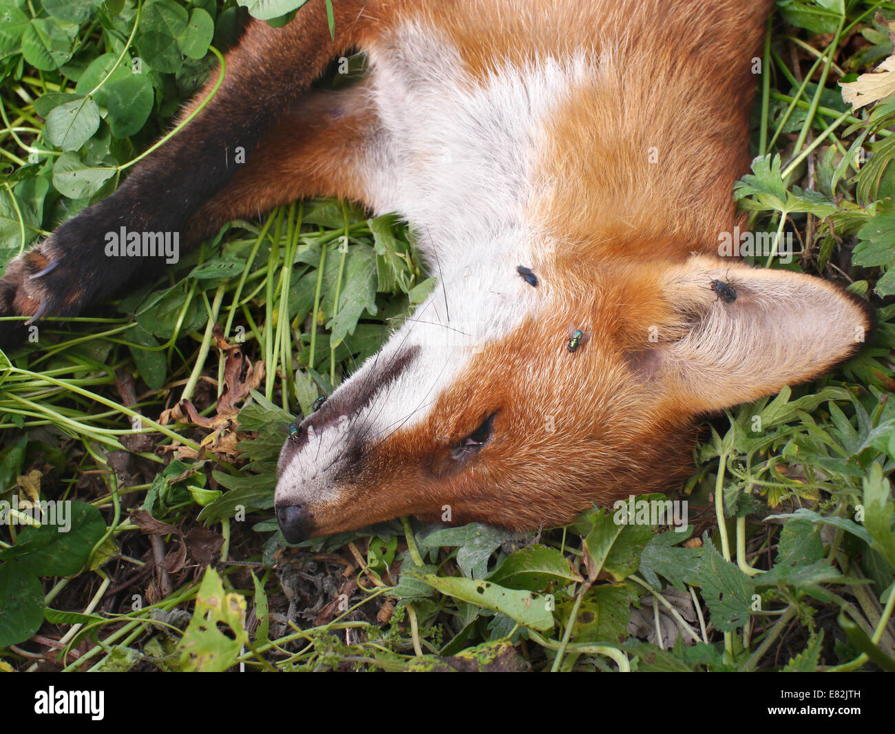 Young Fox roadkill with flies Stock Photo