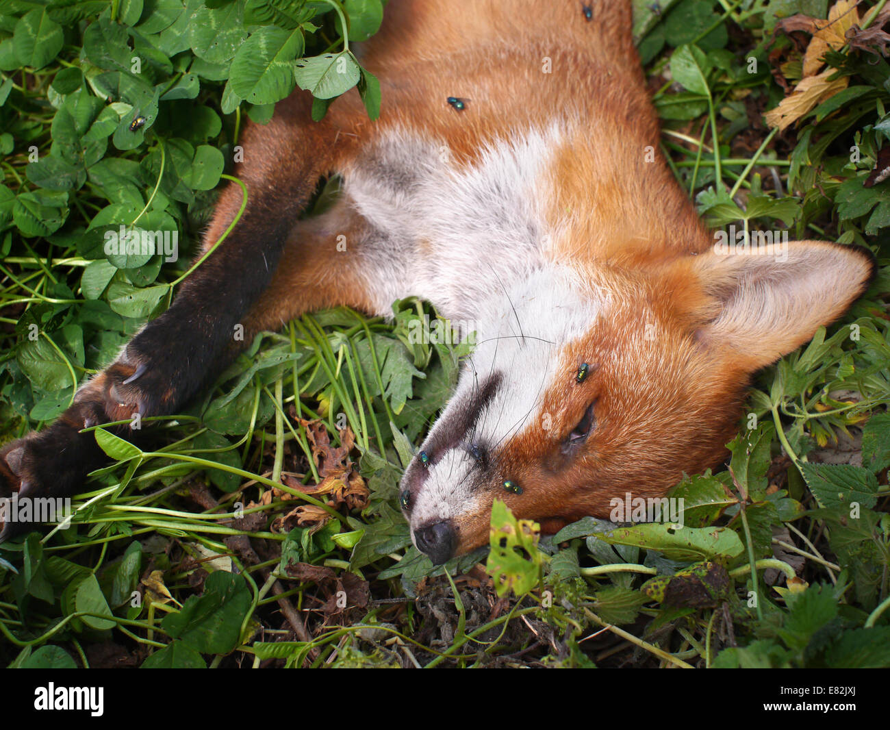 Young Fox killed by car on roadside verge with flies Stock Photo