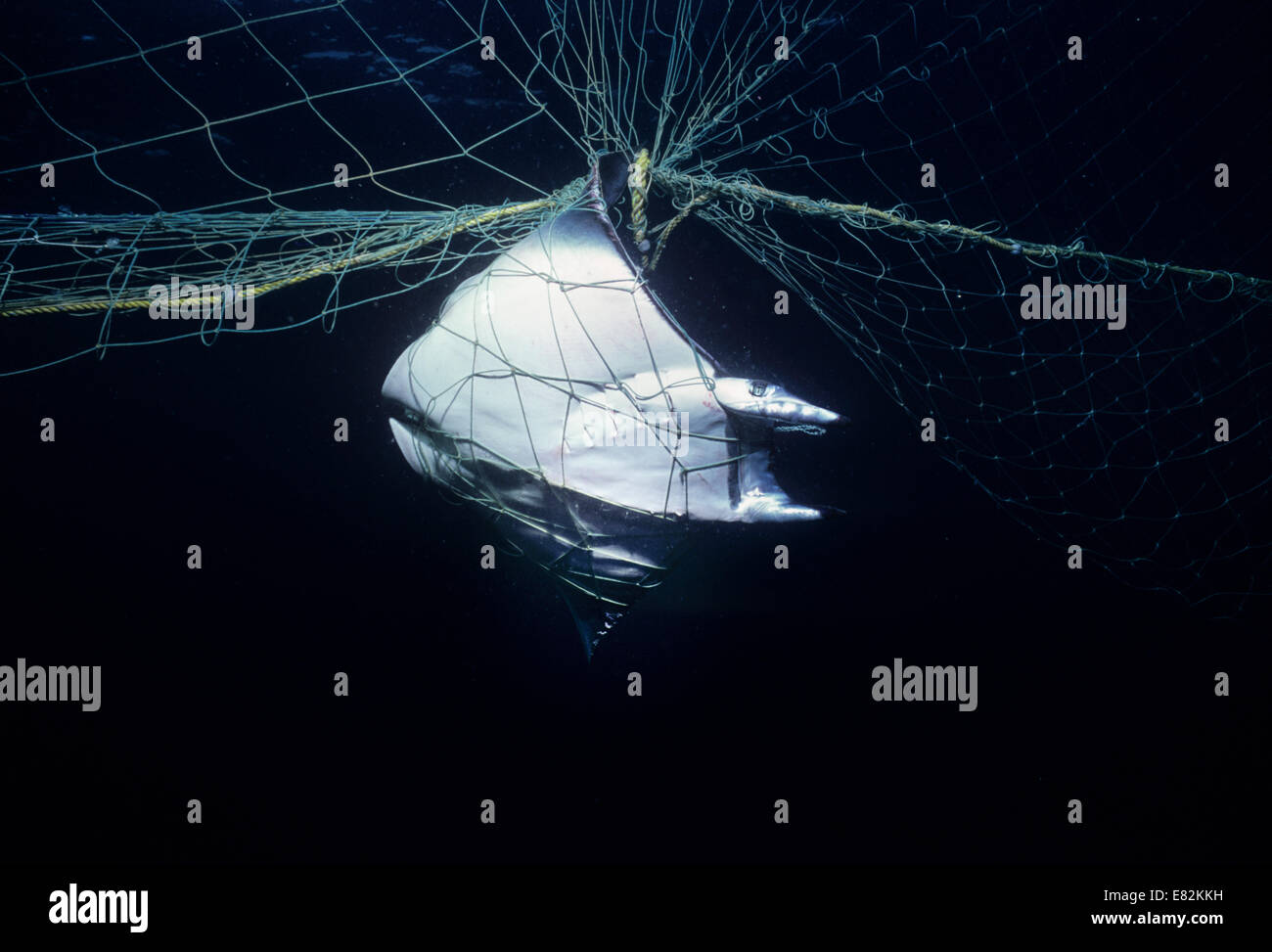 Manta Ray (Manta birostris) caught in gill net; Huatabampo, Mexico, Sea of Cortez, Pacific Ocean Stock Photo