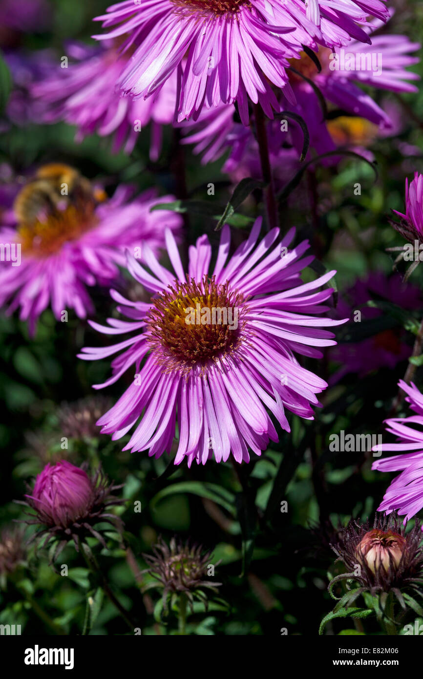Aster 'Barr's Pink' Stock Photo