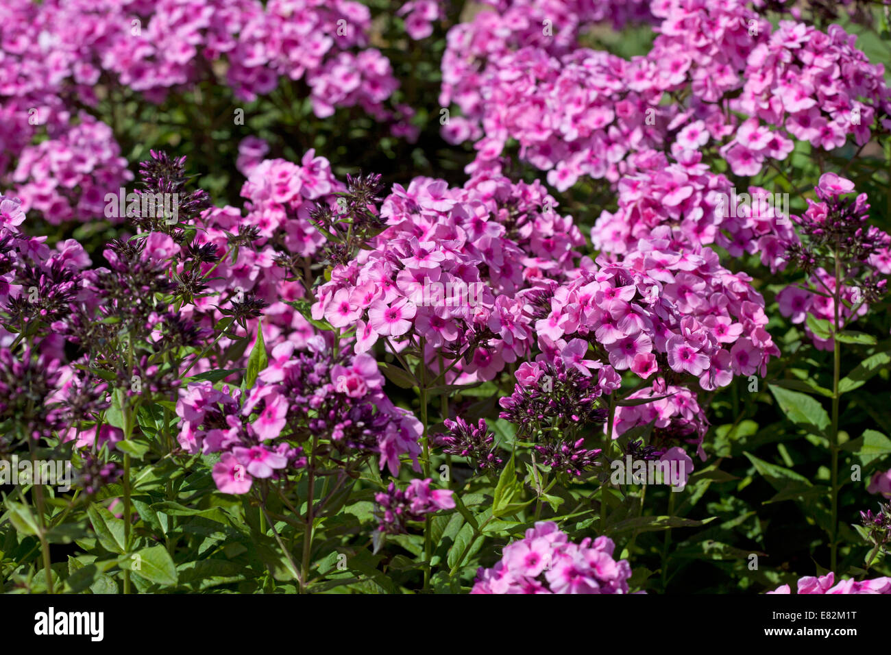 Phlox x arendsii 'Baby Face' Stock Photo