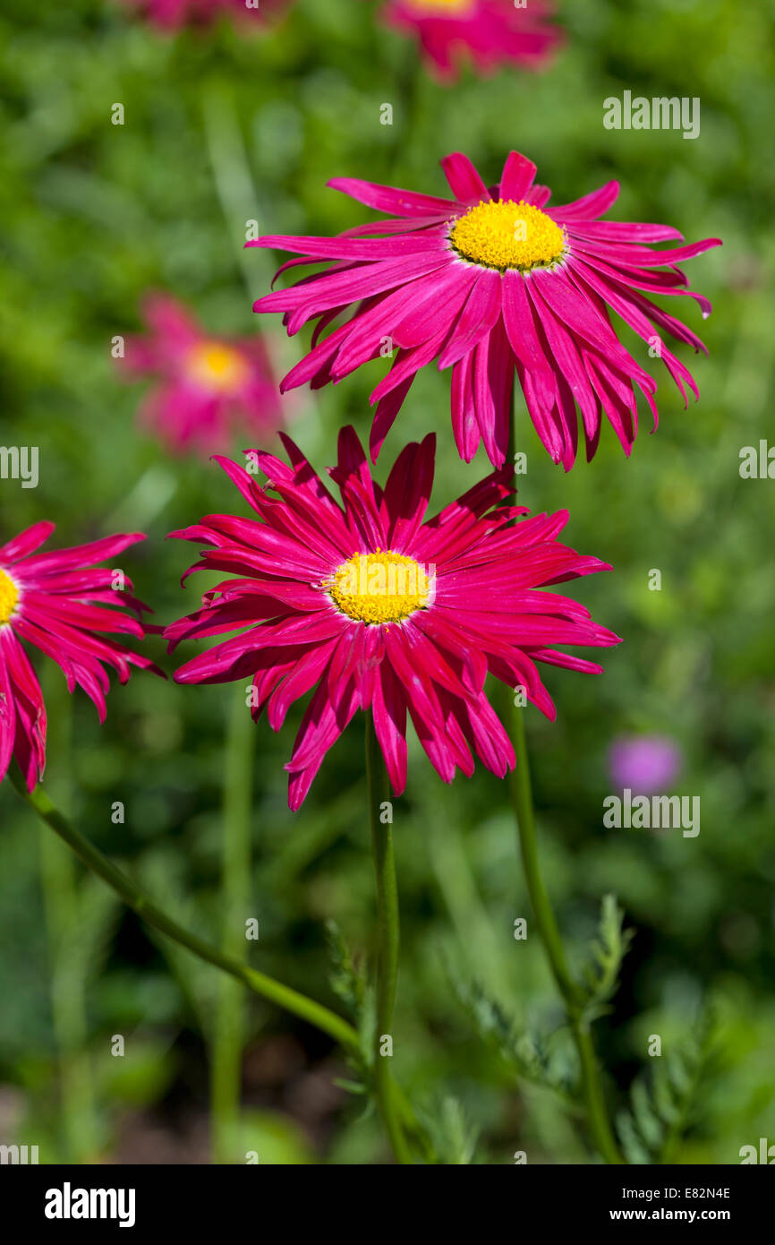 Perennial Pyrethrum James Kelway - painted daisy Stock Photo