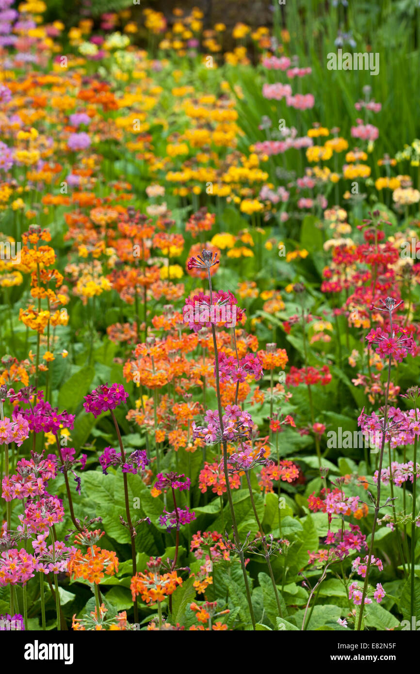 Colourful display of candelabra primulas Harlow Car hybrid primulas Stock Photo Alamy