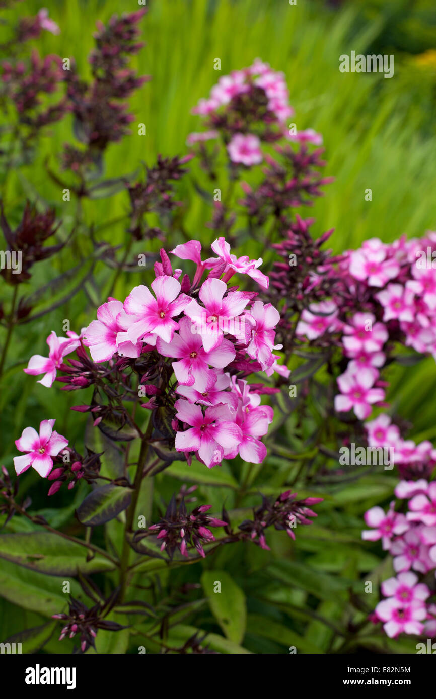 Phlox paniculata 'Miss Ellie' Stock Photo