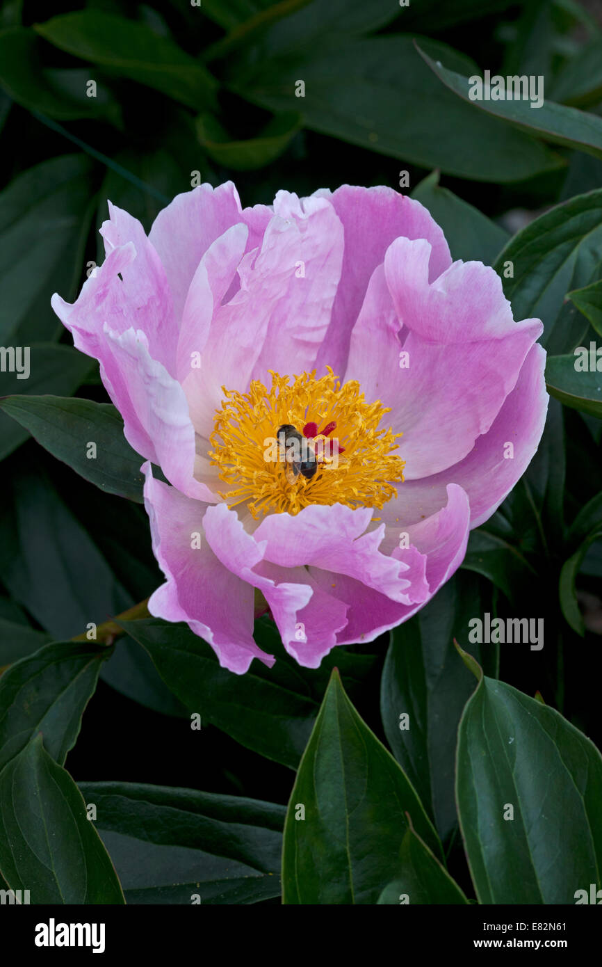 Paeonia 'Nymphe' with a bee Stock Photo