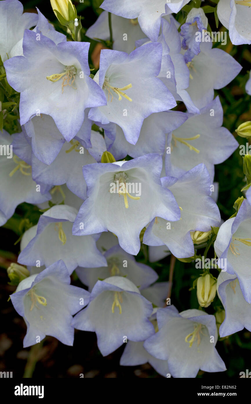 Campanula Persicifolia 'Chettle Charm' - Bellflowers Stock Photo