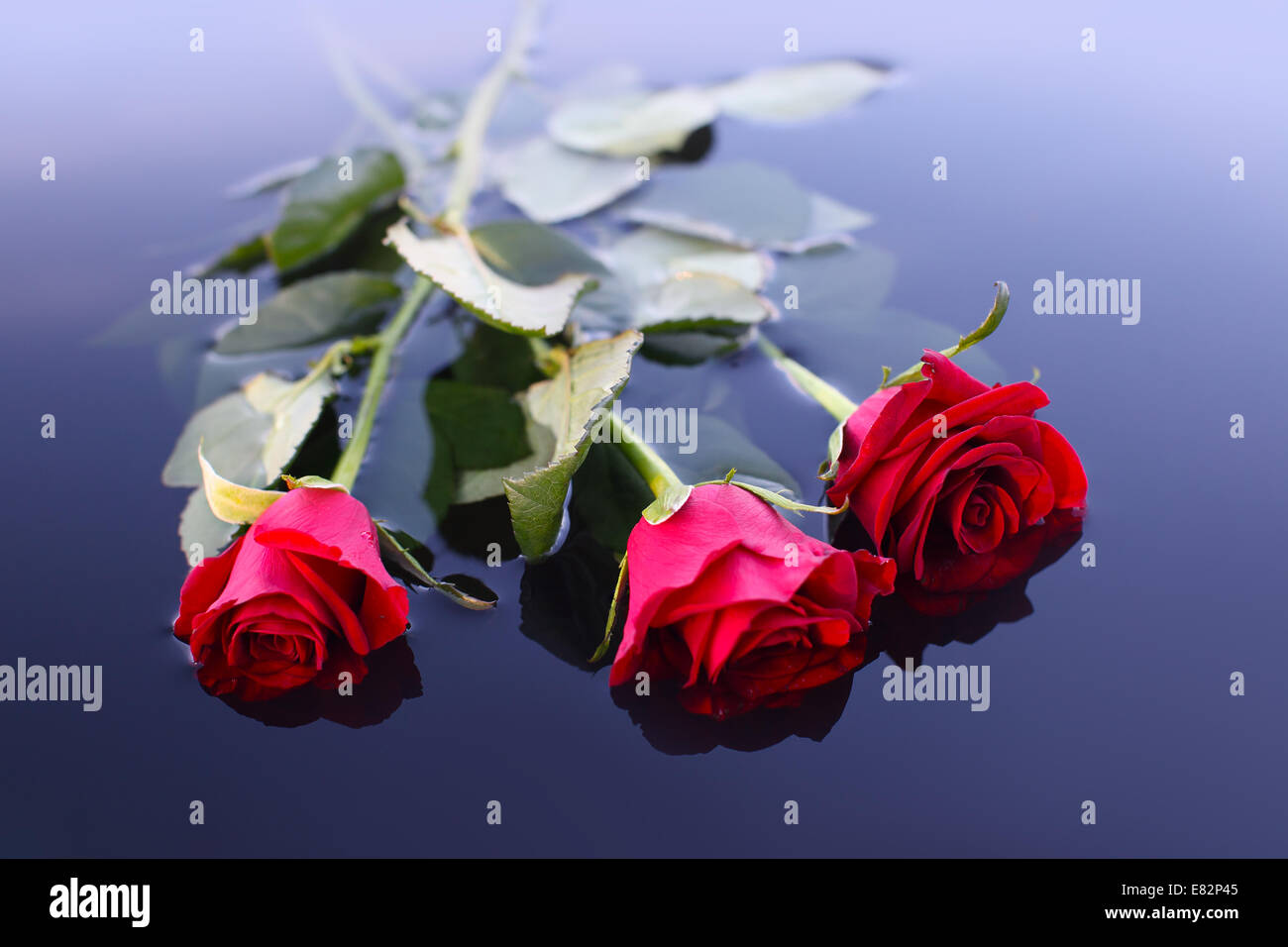 Rose on the water Stock Photo Alamy