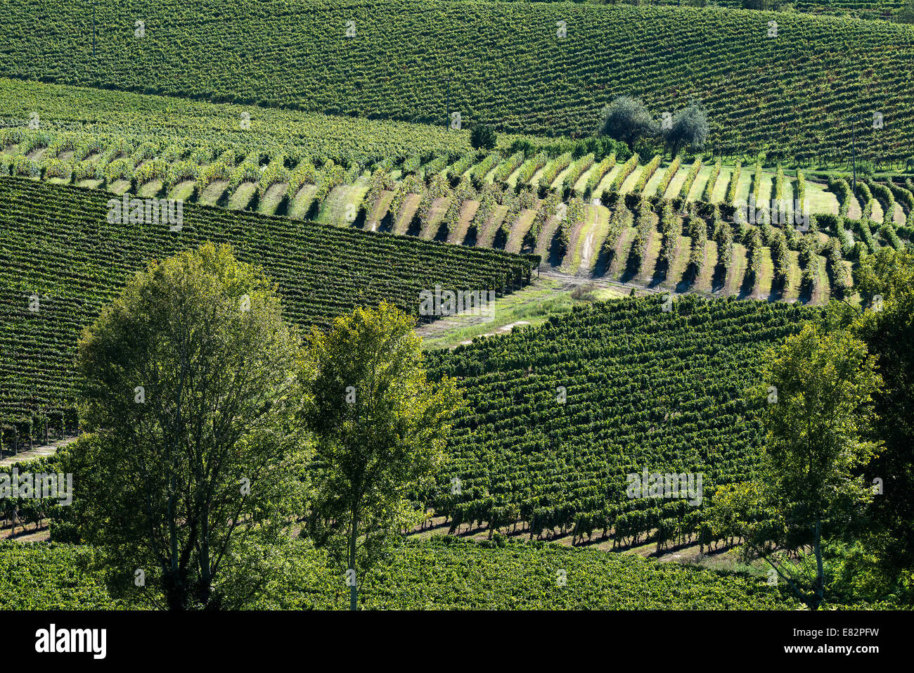 Italy,Vineyards of Piedmont: Langhe-Roero and Monferrato on the World Heritage List UNESCO Stock Photo