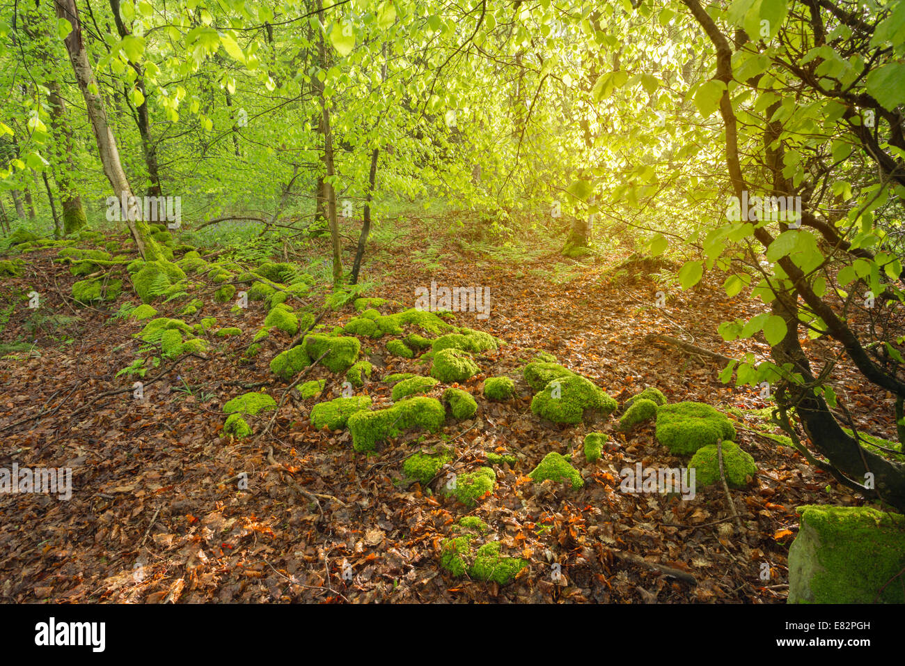 Bracken Beech High Resolution Stock Photography and Images - Alamy