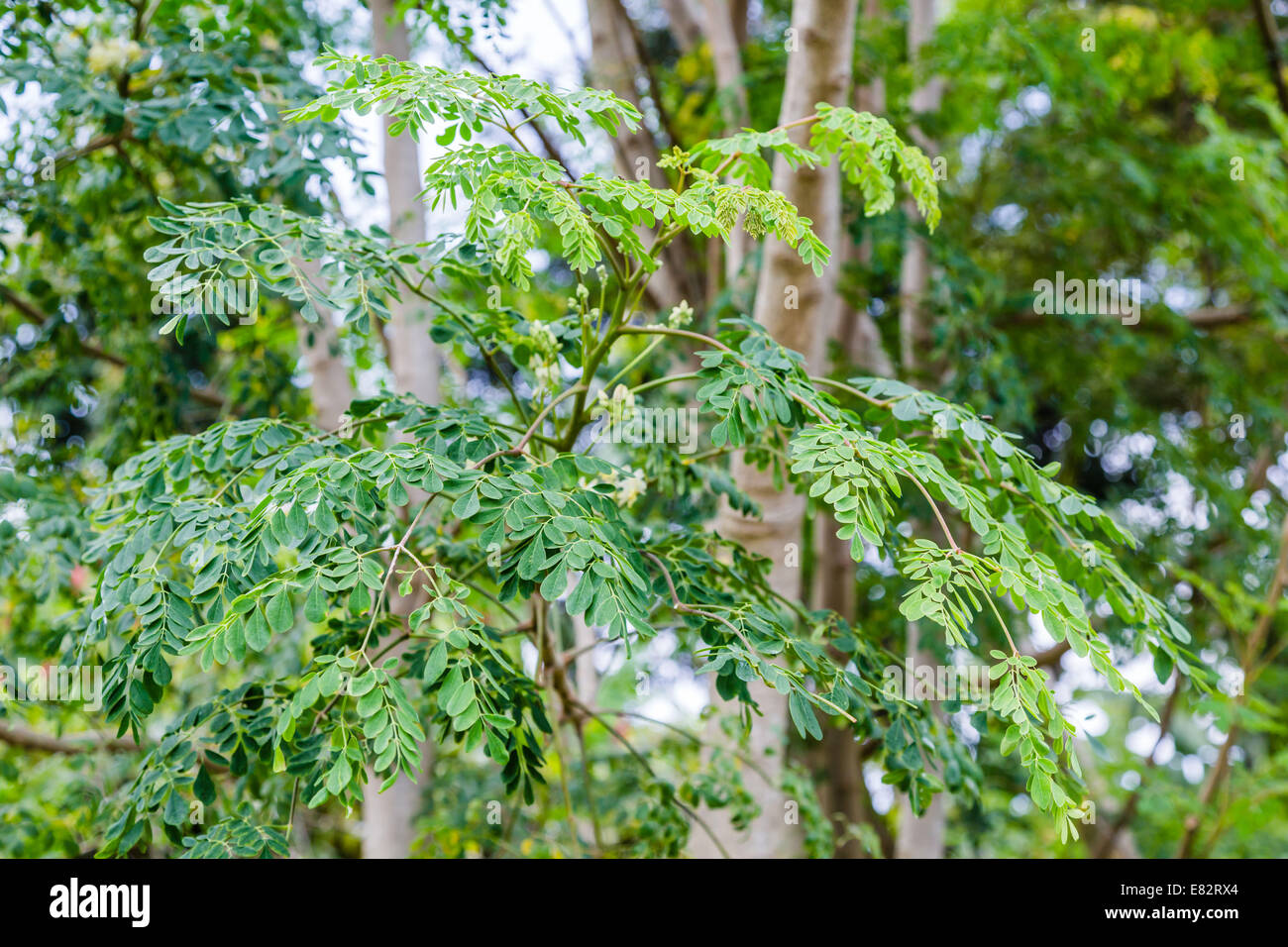 Moringa oleifera tree Stock Photo - Alamy