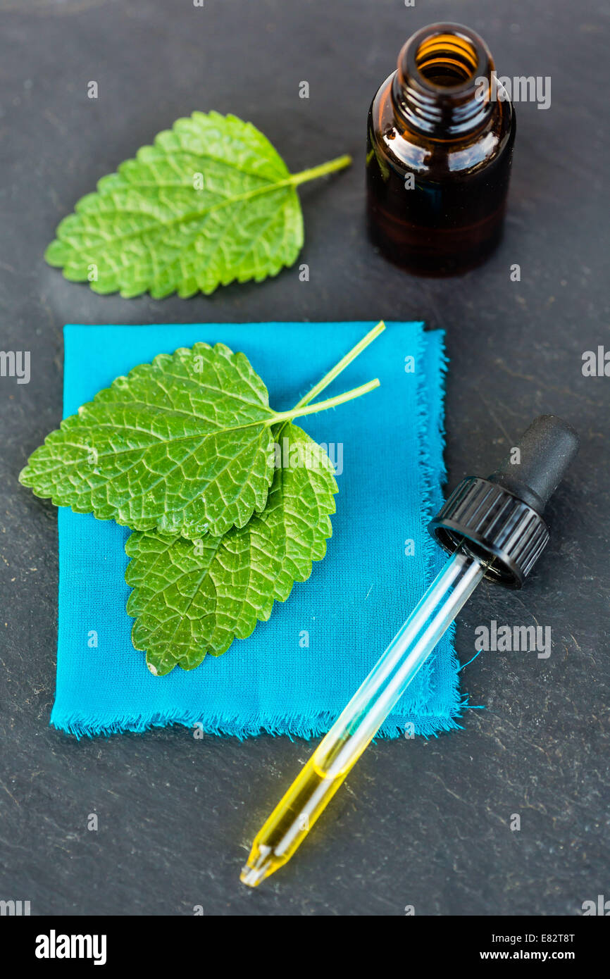 Essential oil of lemon balm (Melissa officinalis Stock Photo Alamy