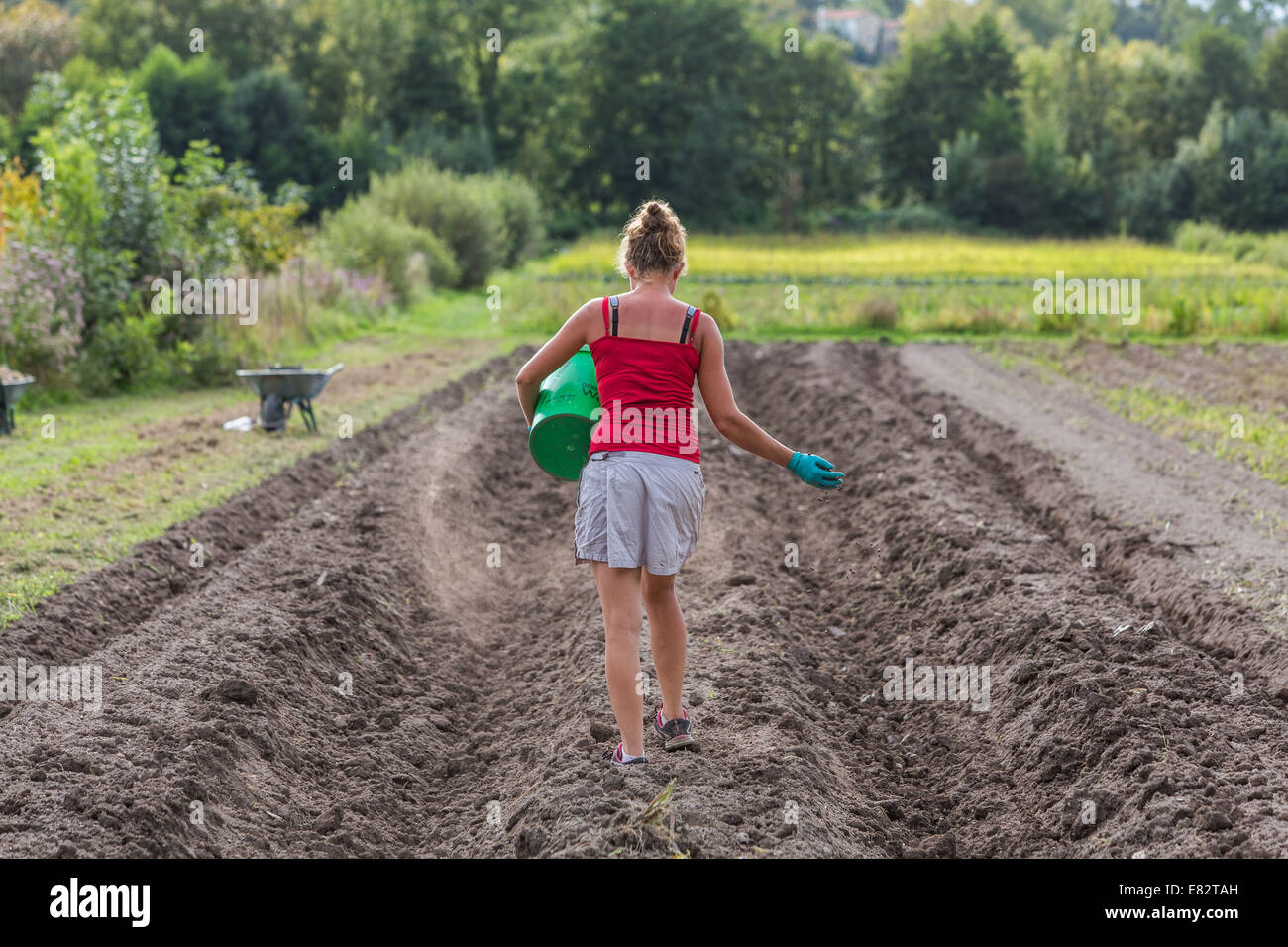 Agricultural worker, Fruits and vegetables picking self service, Soyaux, Charente, France. Stock Photo