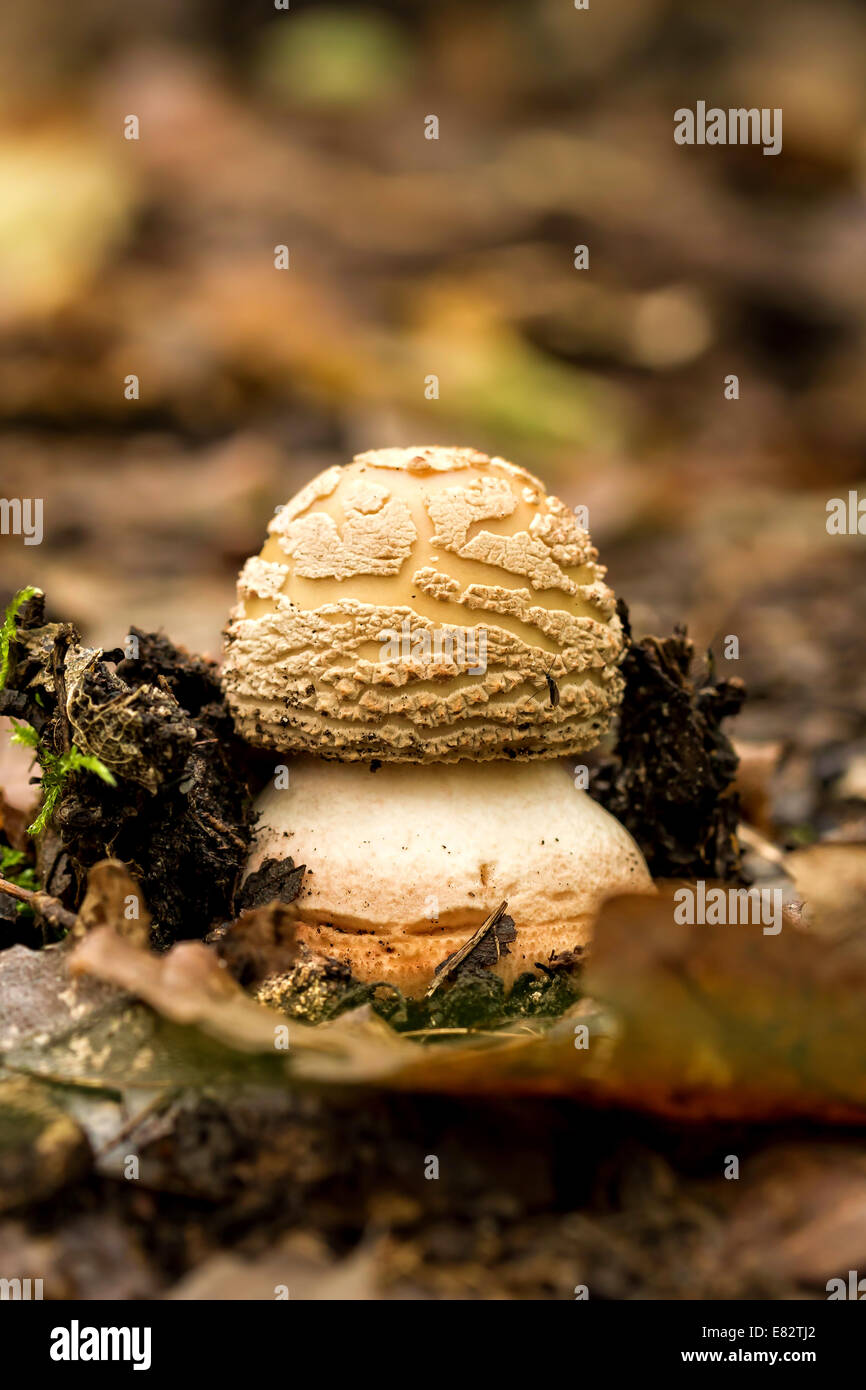 Edible Blusher fungi (Amanita rubescens) Stock Photo